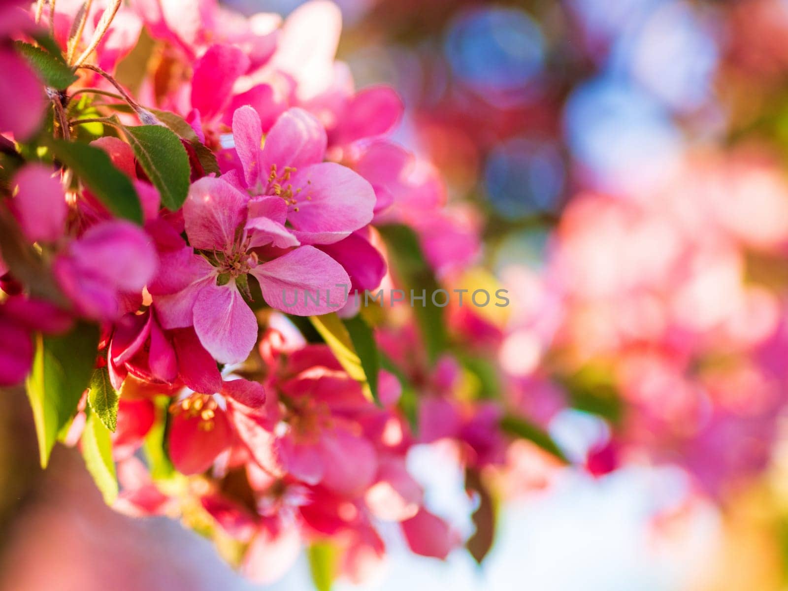 Branches of apple blossoming, pink flowers. Apple blossom panorama wallpaper background. Spring flowering garden fruit tree.
