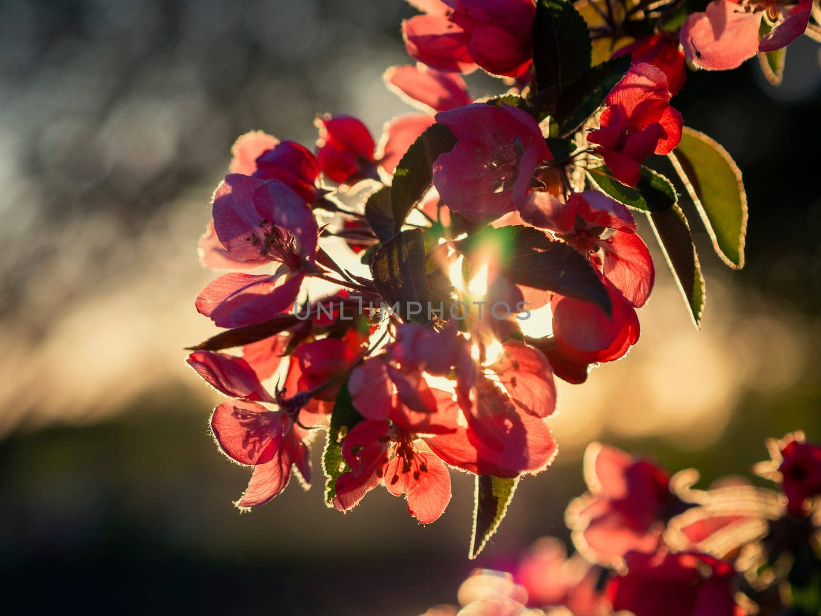 Branches of apple blossoming, pink flowers. Apple blossom panorama wallpaper background. Spring flowering garden fruit tree.