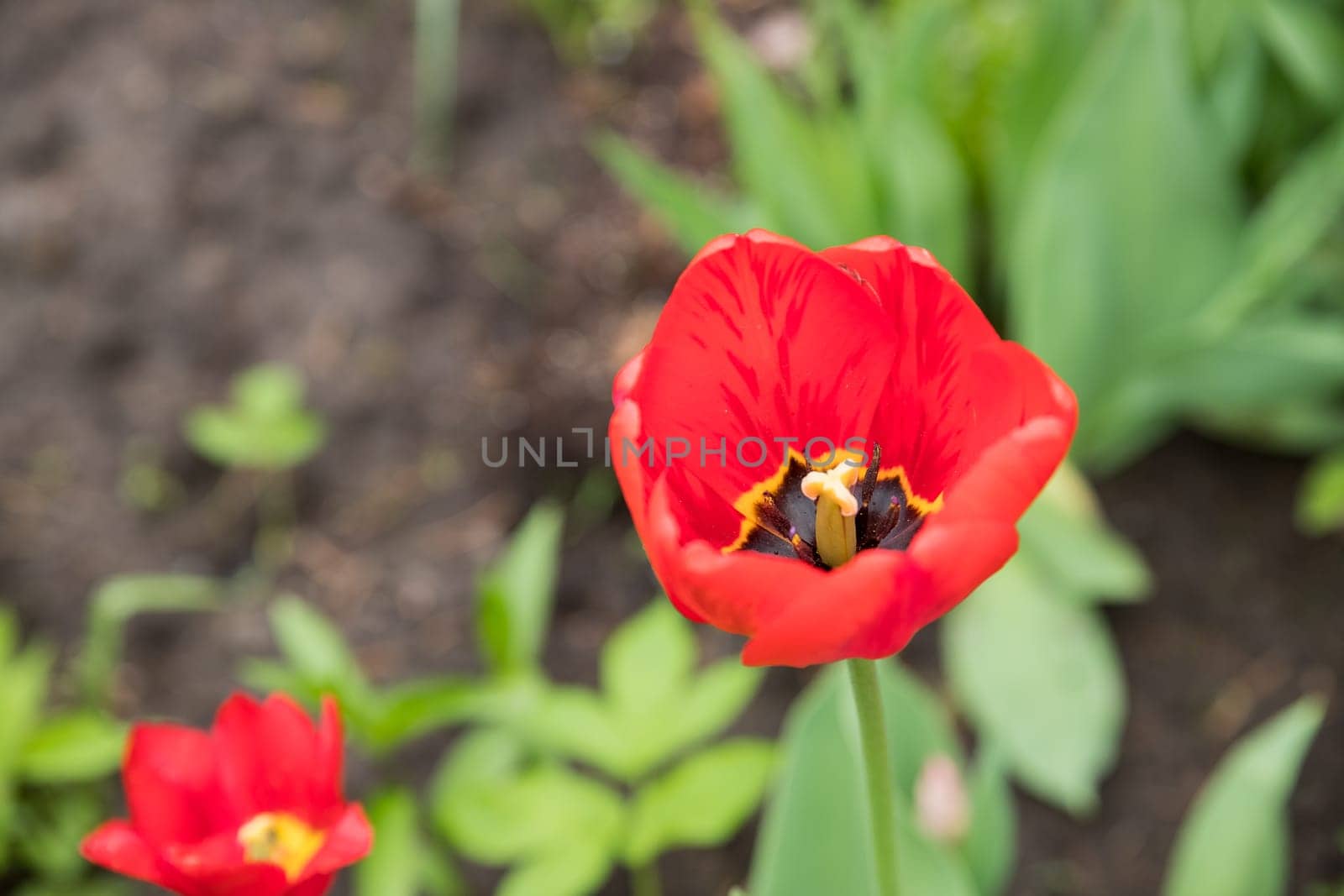Red tulips flowers with green leaves blooming in a meadow, park, flowerbed outdoor. World Tulip Day.