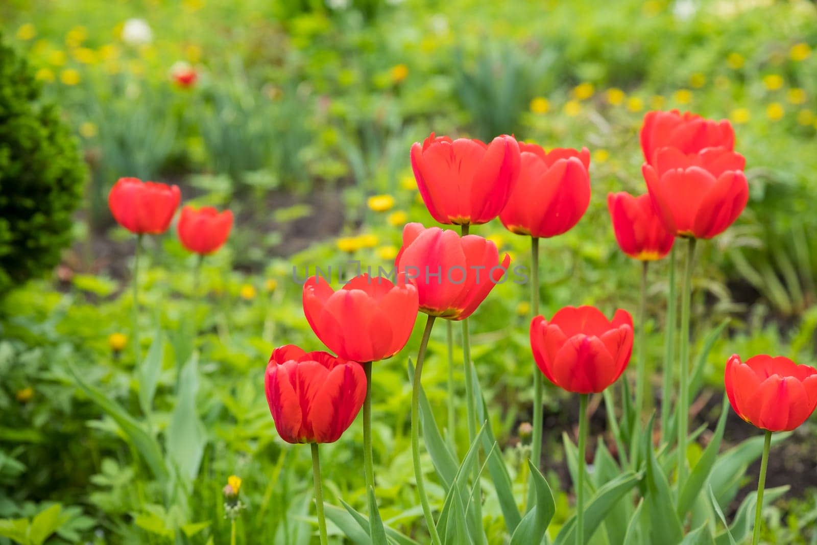 Red tulips flowers with green leaves blooming in a meadow, park, flowerbed outdoor. World Tulip Day.