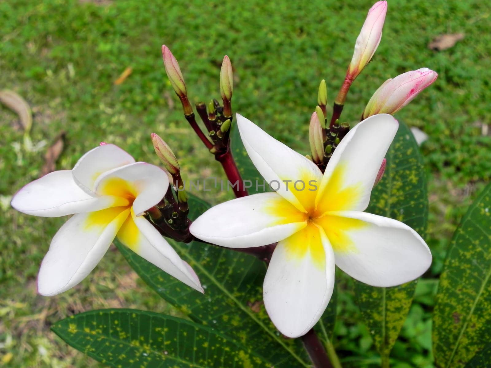 White and yellow plumeria flowers on a tree by Andre1ns
