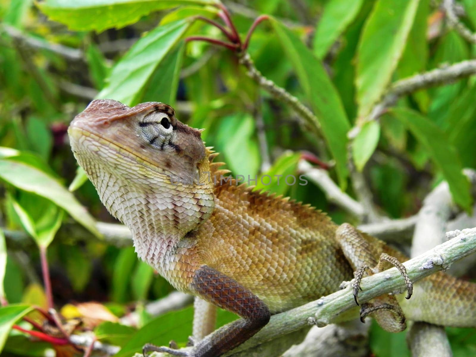 Green lizard on branch, green lizard sunbathing on branch, green lizard climb on wood.