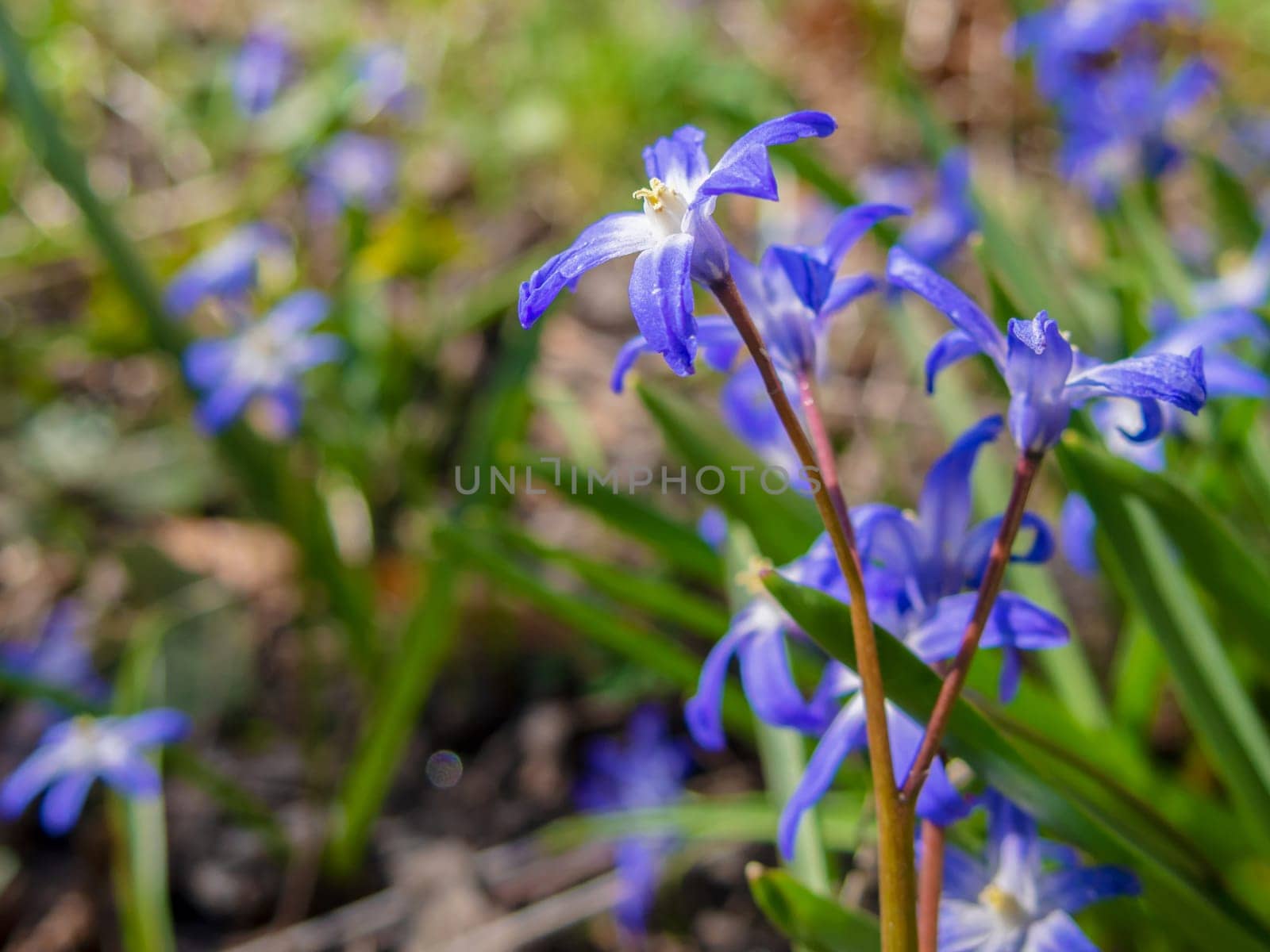 Blue flowers of the Scilla Squill blooming in April. Bright spring flower on Scilla Bifolia closeup - Bluebells in a spring forest, macro shot with green soft light and blurred background. by Andre1ns