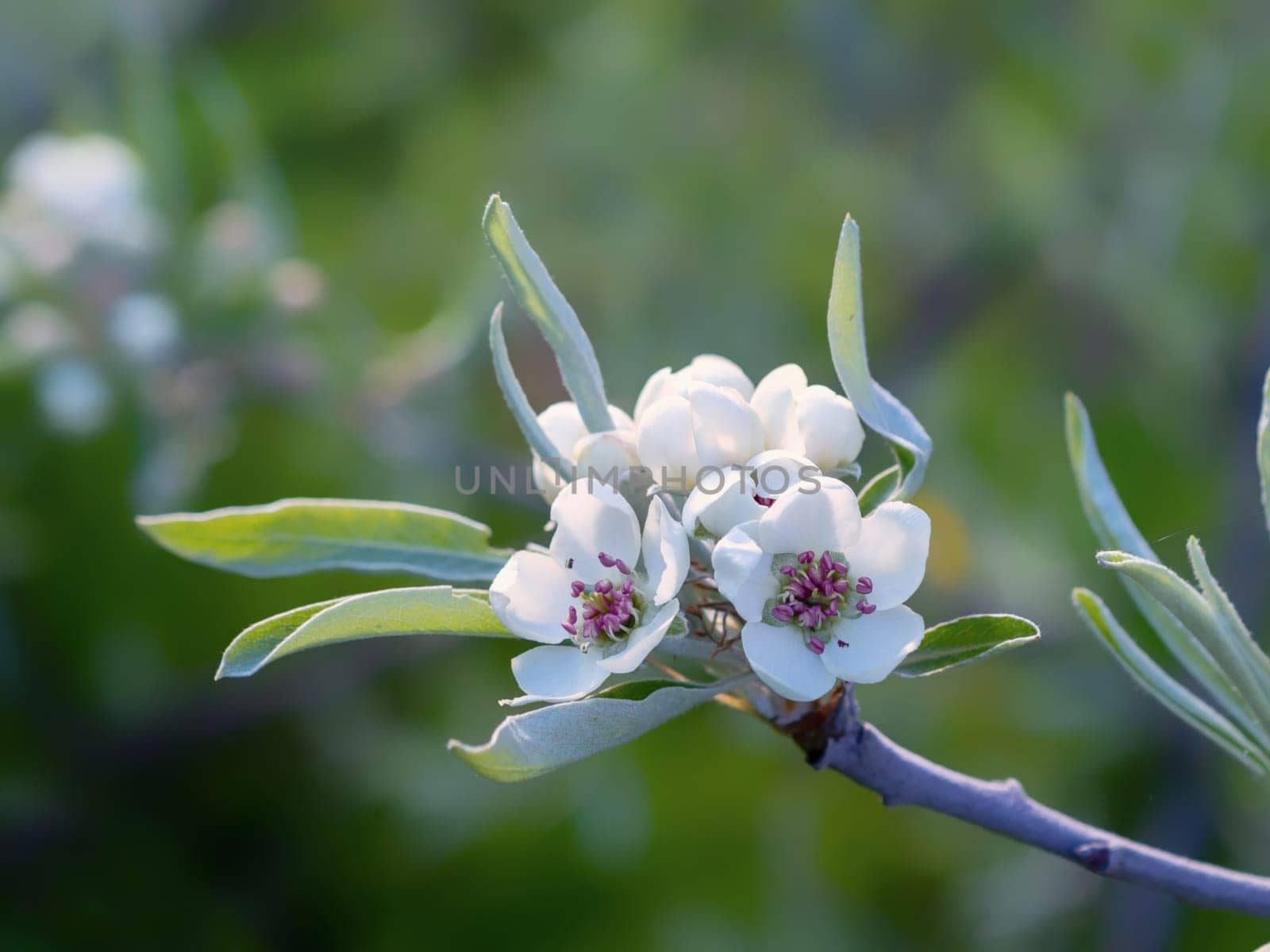 Bright white an apple-tree flower illuminated by a bright ray of the spring sun and blue sky on a back background.