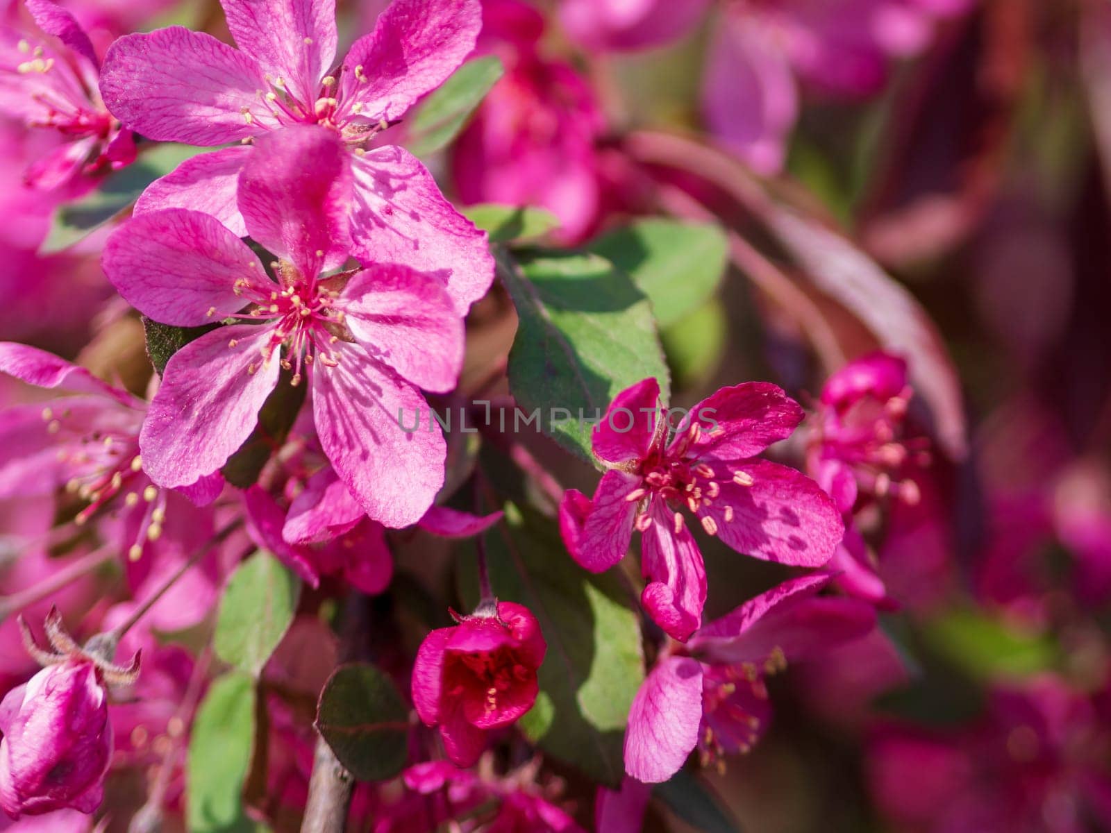 Branches of apple blossoming, pink flowers. Apple blossom panorama wallpaper background. Spring flowering garden fruit tree.