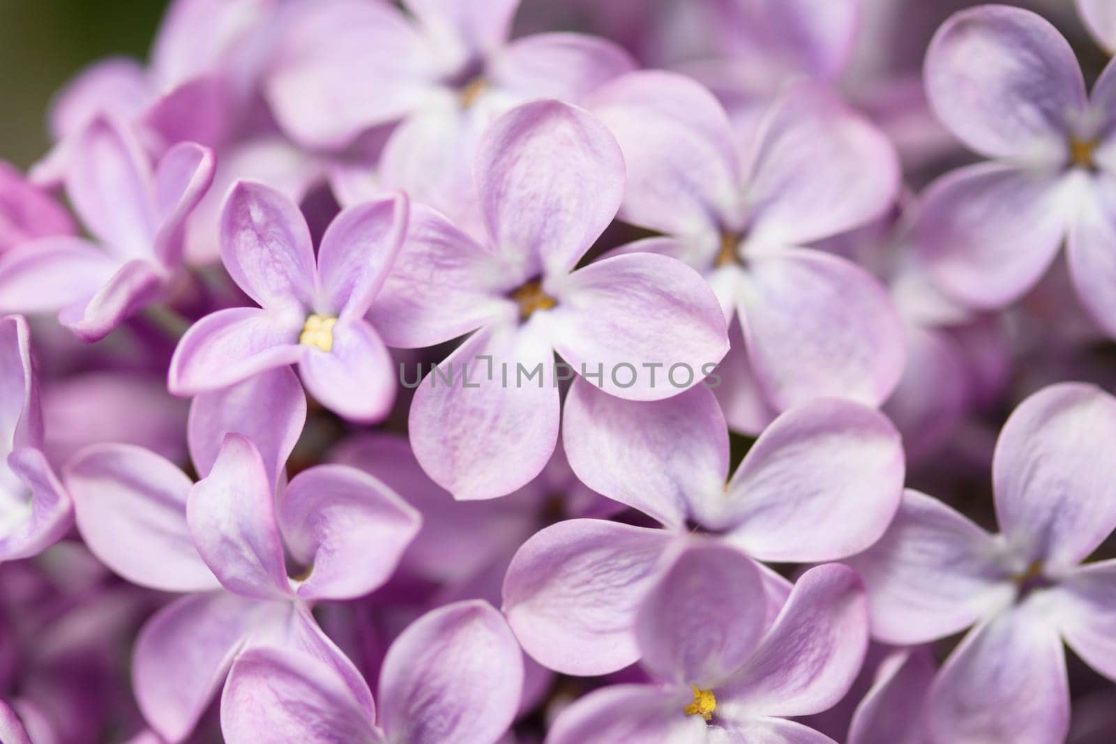 lilac flowers in spring, close-up, bright colors