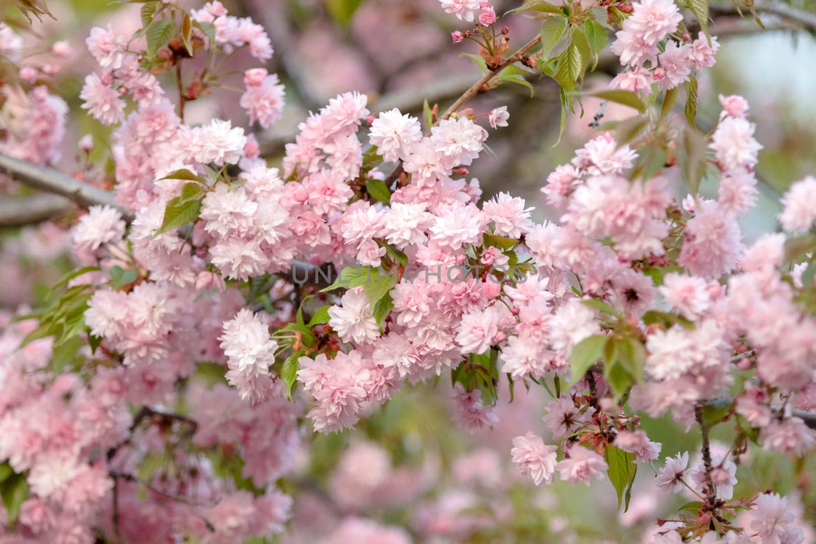 sakura flowers on a spring day, bright colors