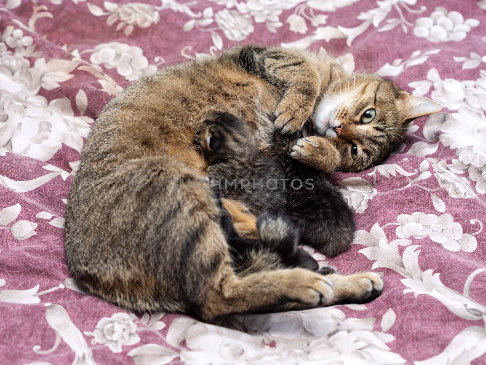 Beautiful Siberian cat with newborn kittens close-up. by Andre1ns