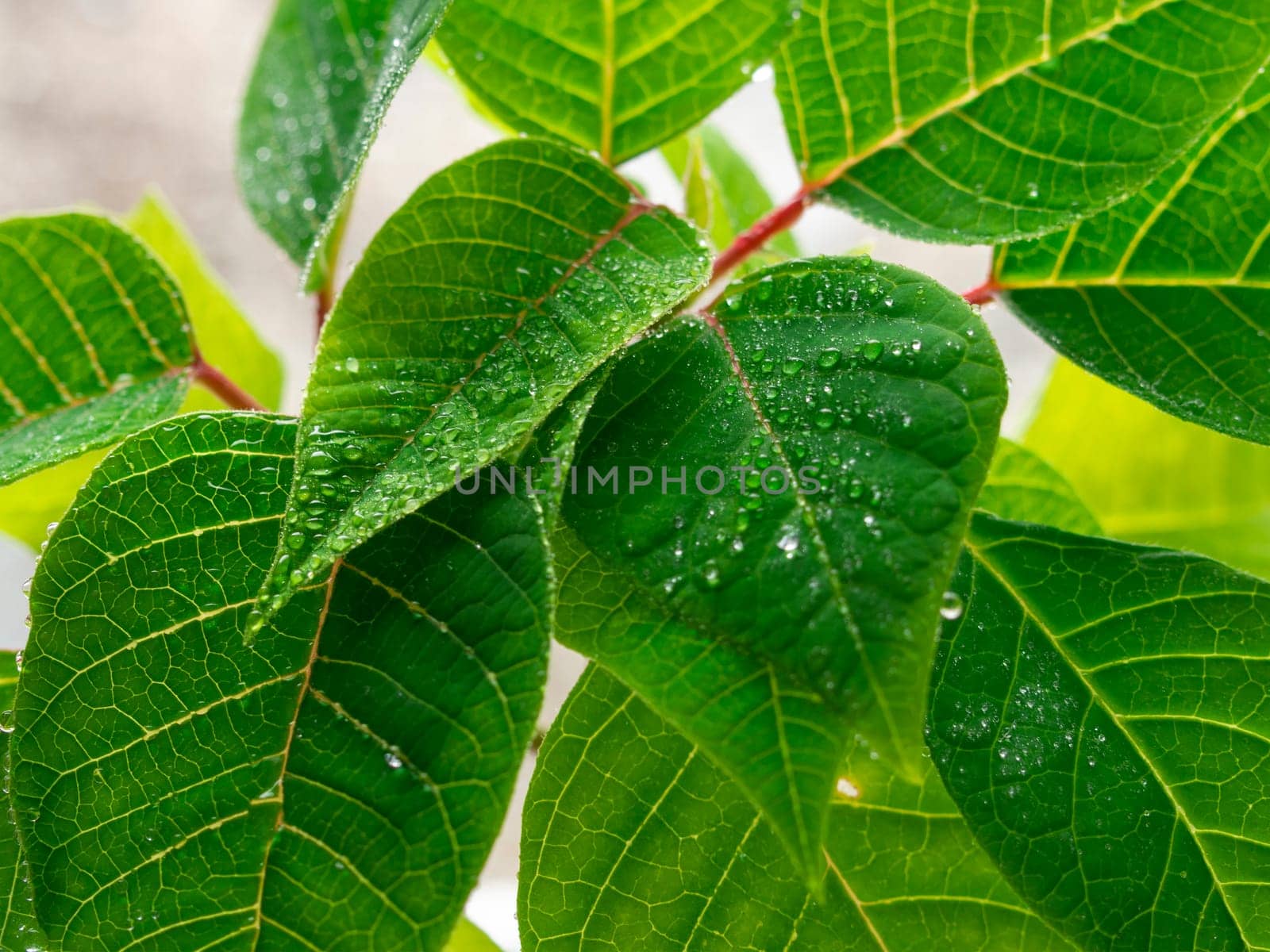 green leaf background with sunlight in a sunny day outdoors/ by Andre1ns