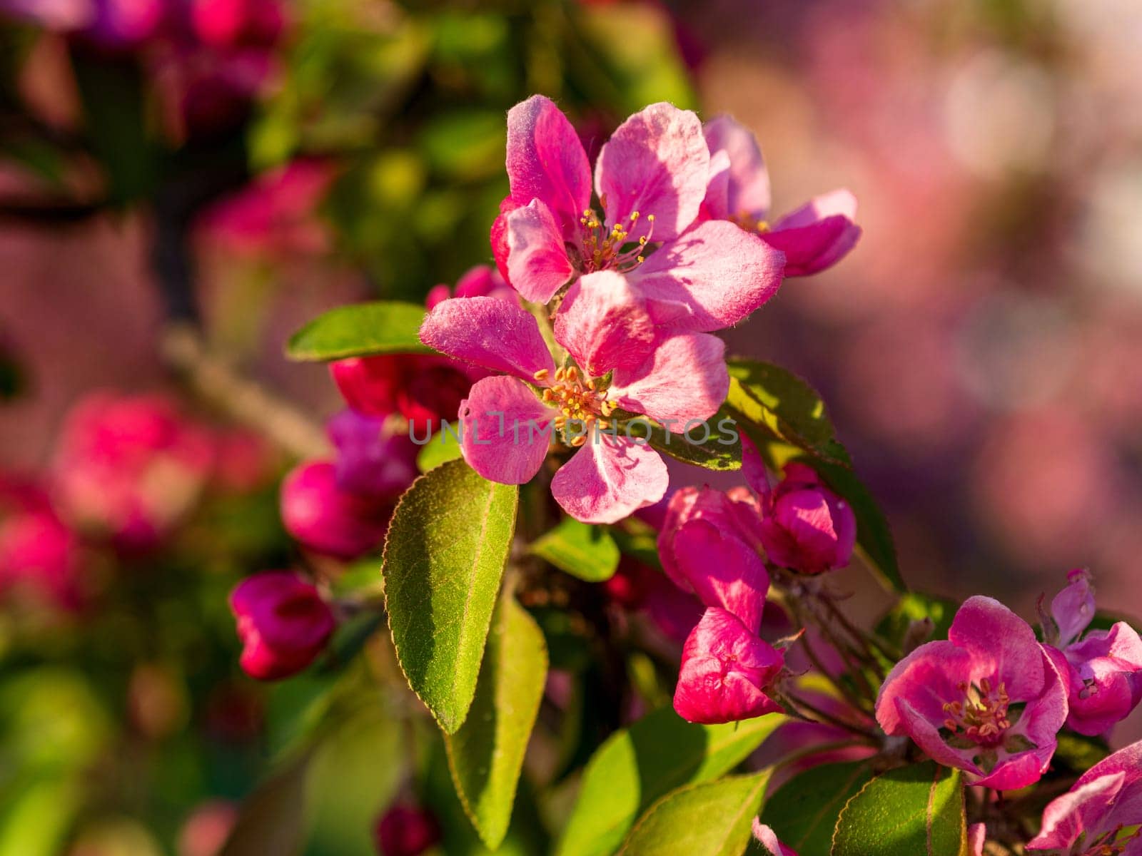 Branches of apple blossoming, pink flowers. Apple blossom panorama wallpaper background. Spring flowering garden fruit tree.