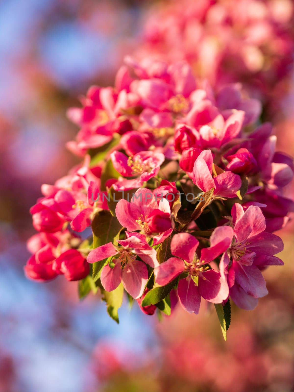 Branches of apple blossoming, pink flowers. Apple blossom panorama wallpaper background. Spring flowering garden fruit tree.