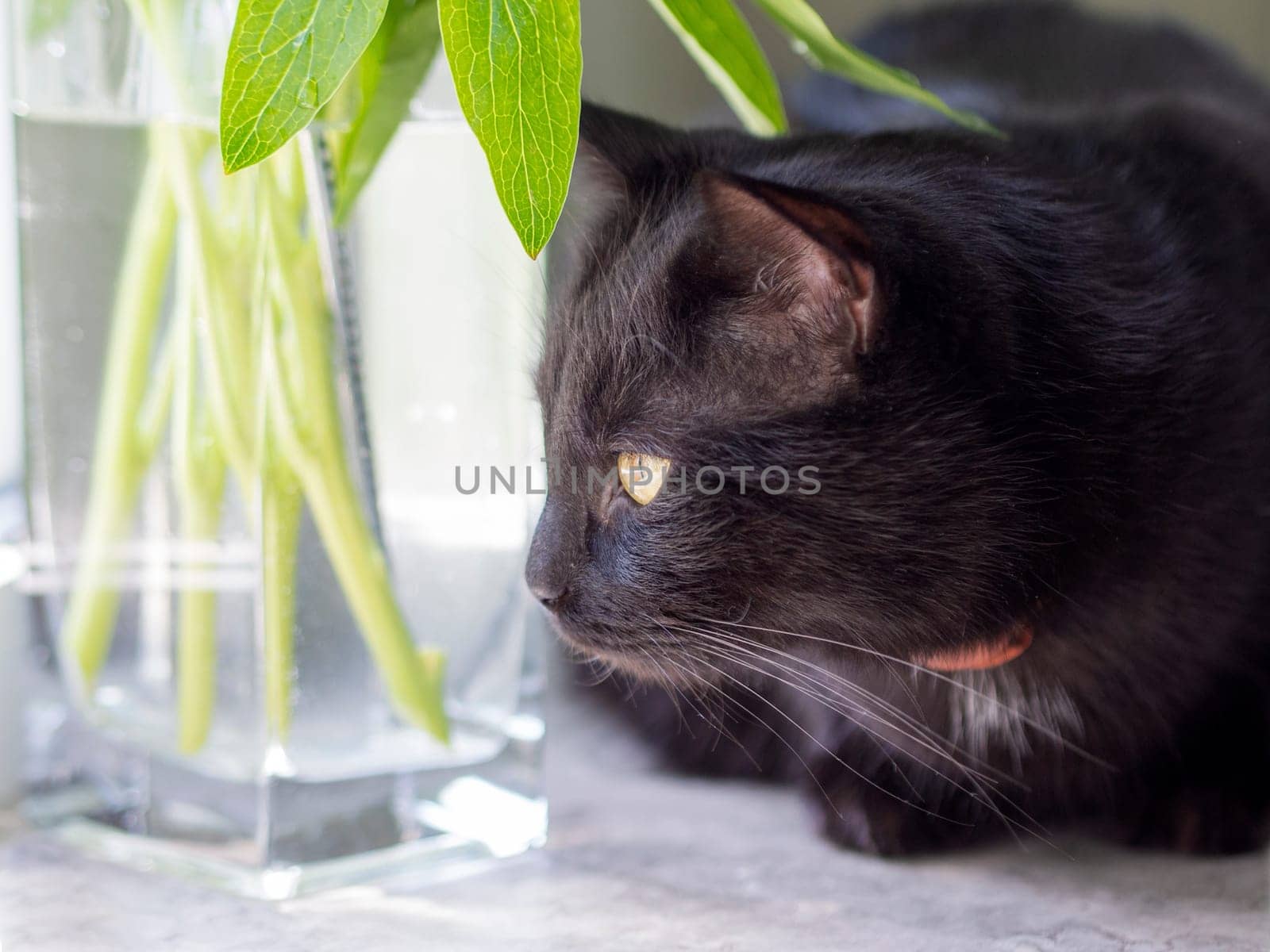 Portrait of a beautiful black cat at home.