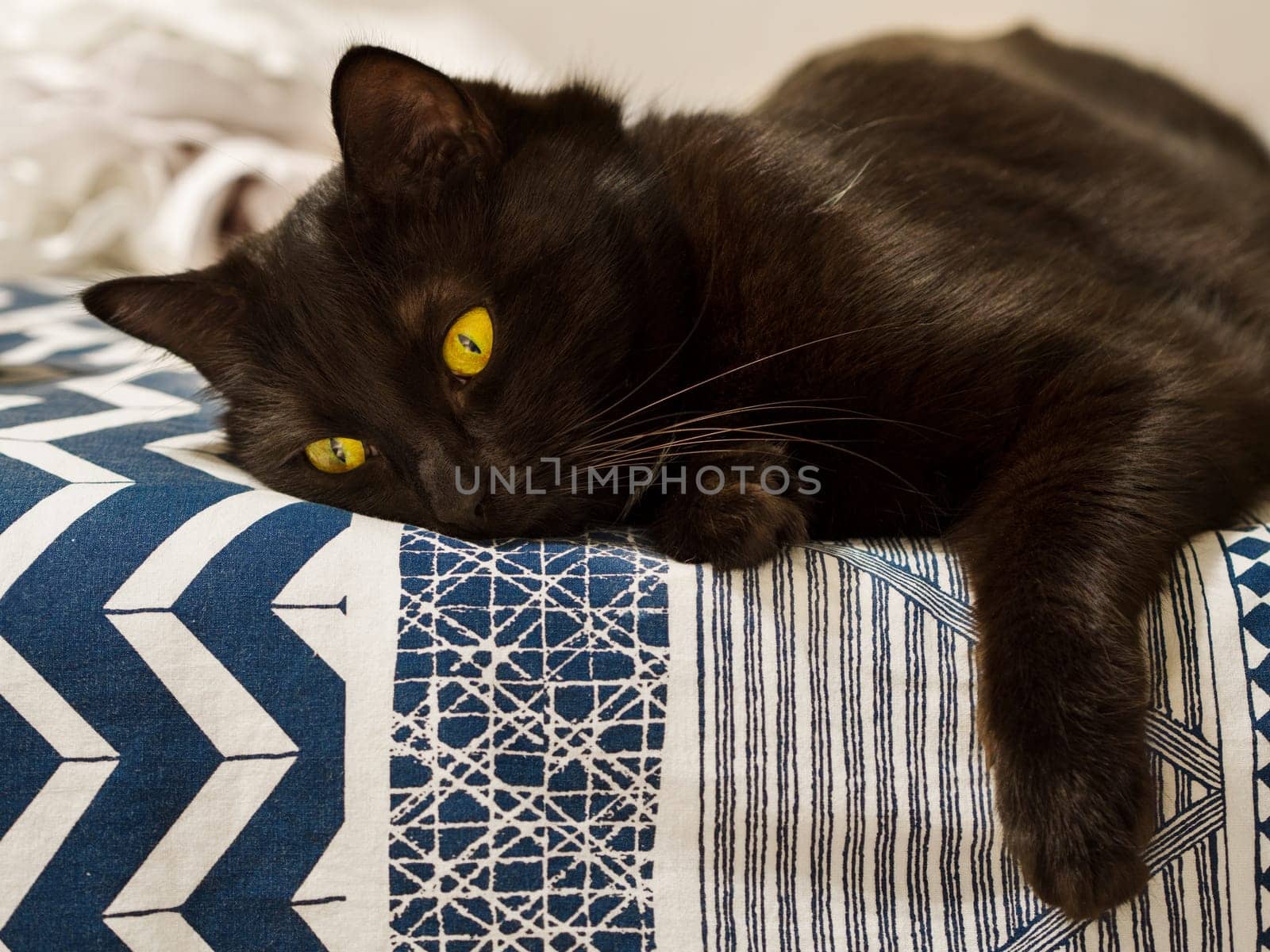 Cute black cat lies on the bed