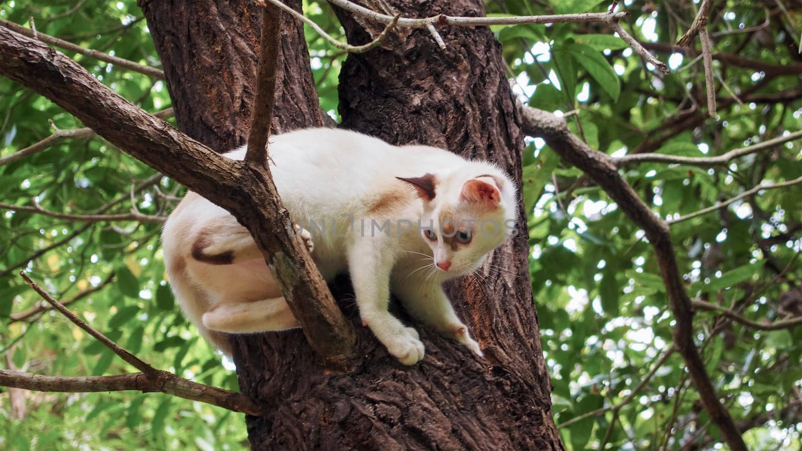 Small cute kitten climbing tree