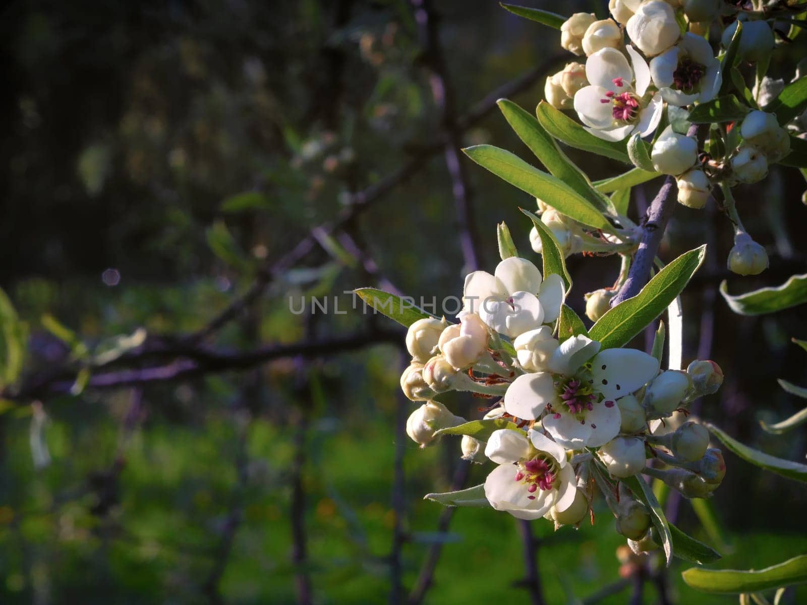 Bright white an apple-tree flower illuminated by a bright ray of the spring sun and blue sky on a back background.