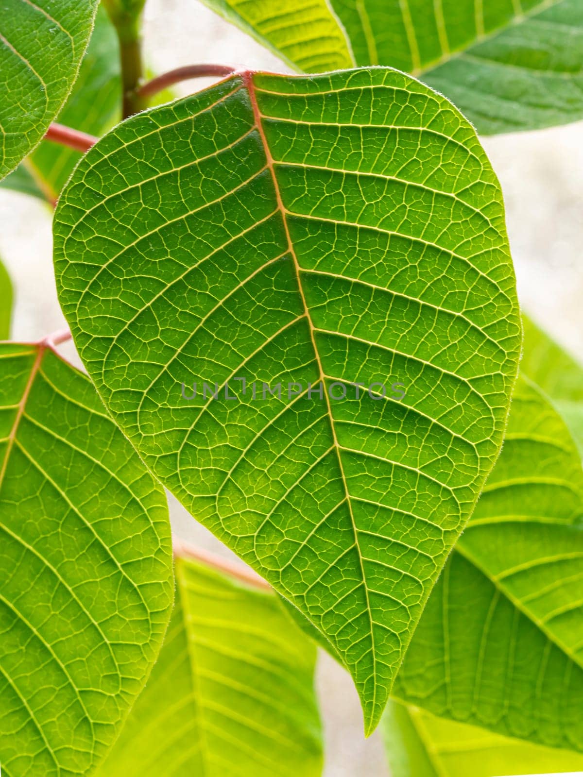 green leaf background with sunlight in a sunny day outdoors by Andre1ns