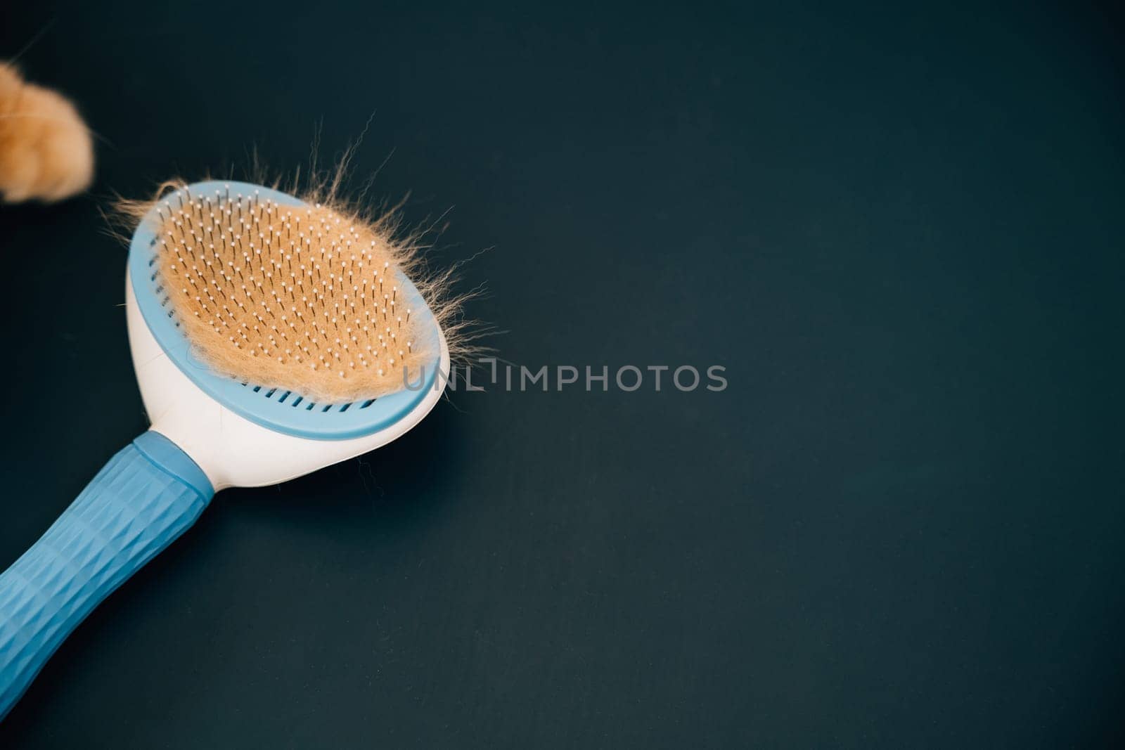 Maintaining pet hygiene, A clump of cat hair and a comb symbolize the care and grooming involved in keeping your Scottish Fold cat's long fur clean and tangle-free.