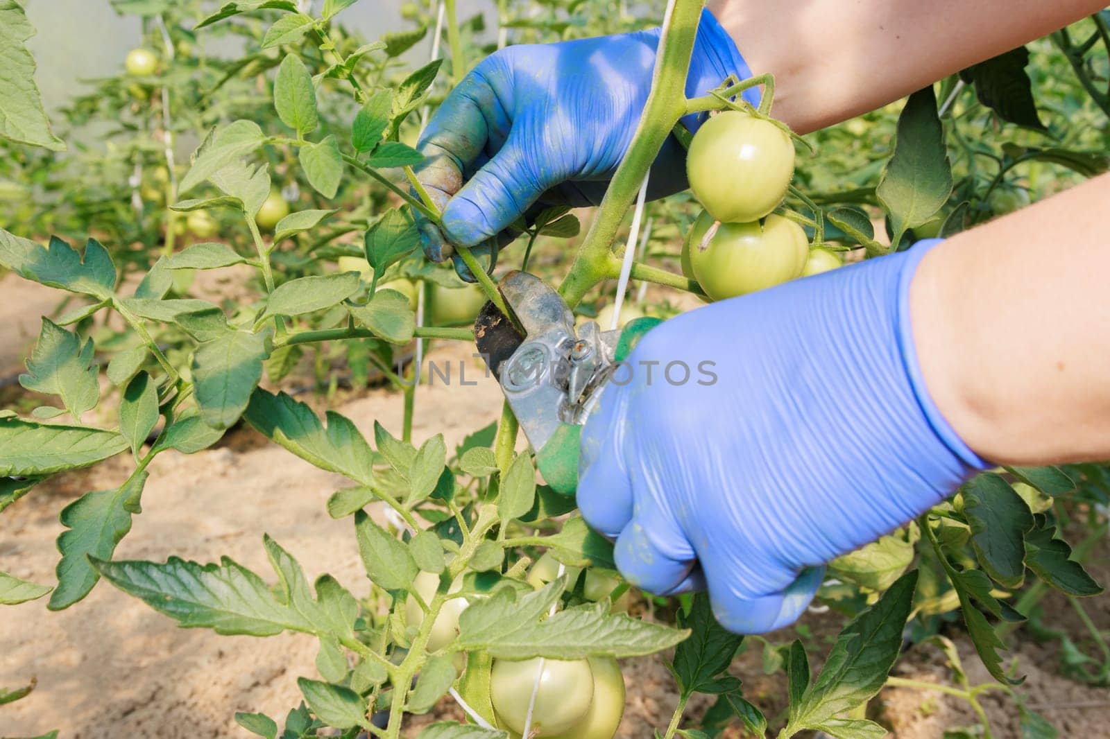 Proper timing of tomato pruning can help maximize fruit set and quality. Pruning tomato plants helps to maintain a tidy and organized garden.