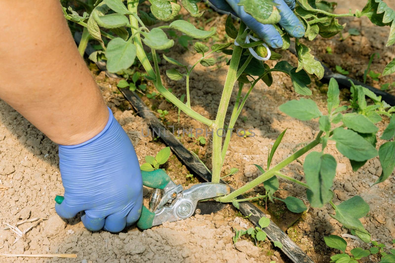 Regularly removing tomato suckers allows the main stem to develop a stronger structure. Regularly removing tomato suckers allows the main stem to develop a stronger structure.