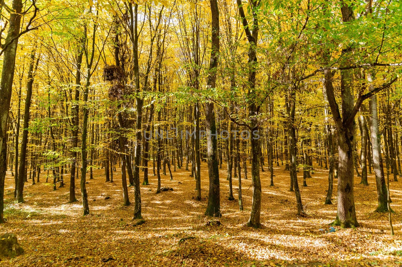 Autumn forest transformed into a mesmerizing landscape with its golden hues. Beauty of autumn forest was enhanced by vibrant hues of yellow leaves.