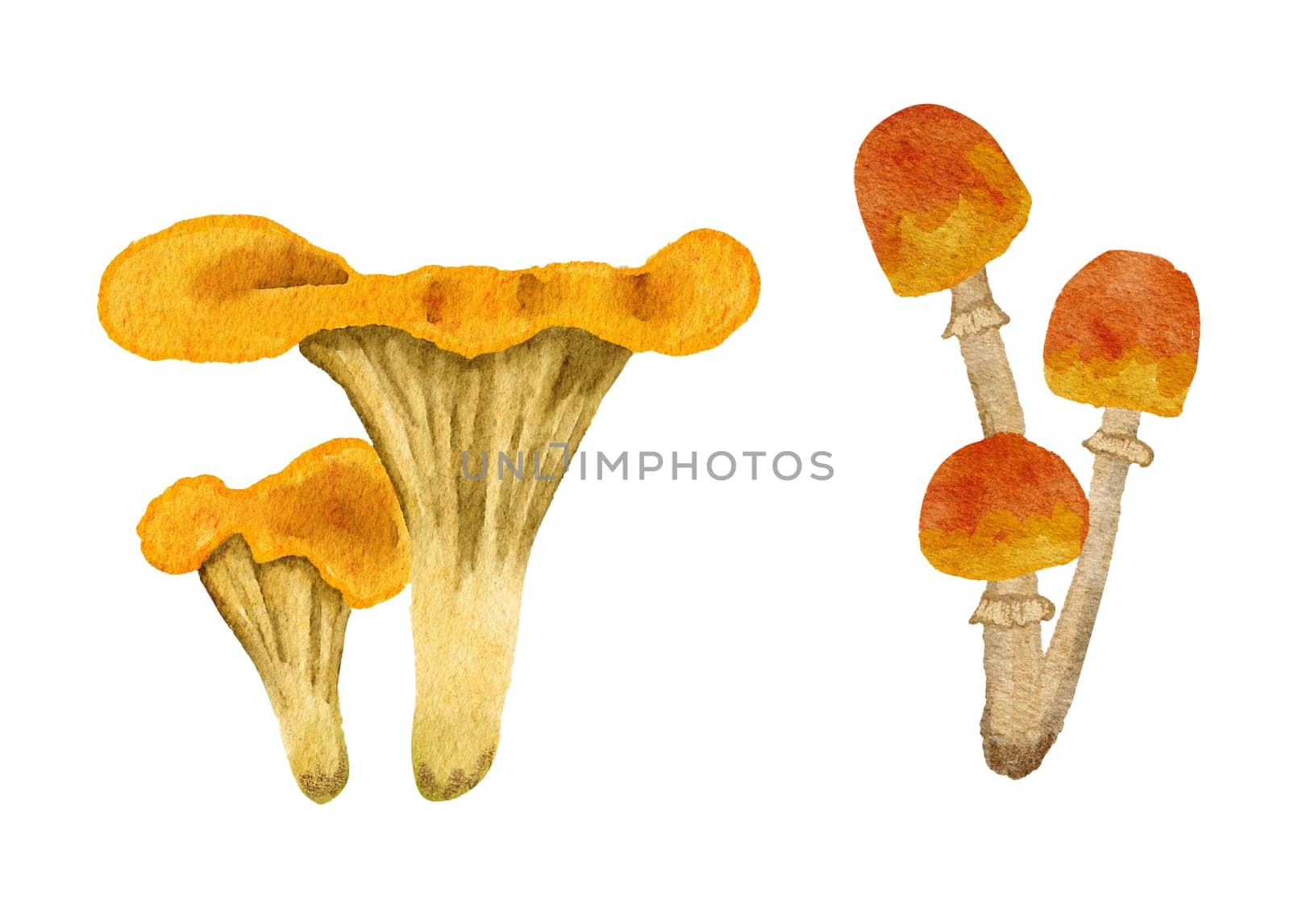 Hand drawn watercolor mushrooms, fungus forest wood fungi. brown woodland nature botanical illustration bolete chanterelle wild fall autumn edible cooking foraging. by Lagmar