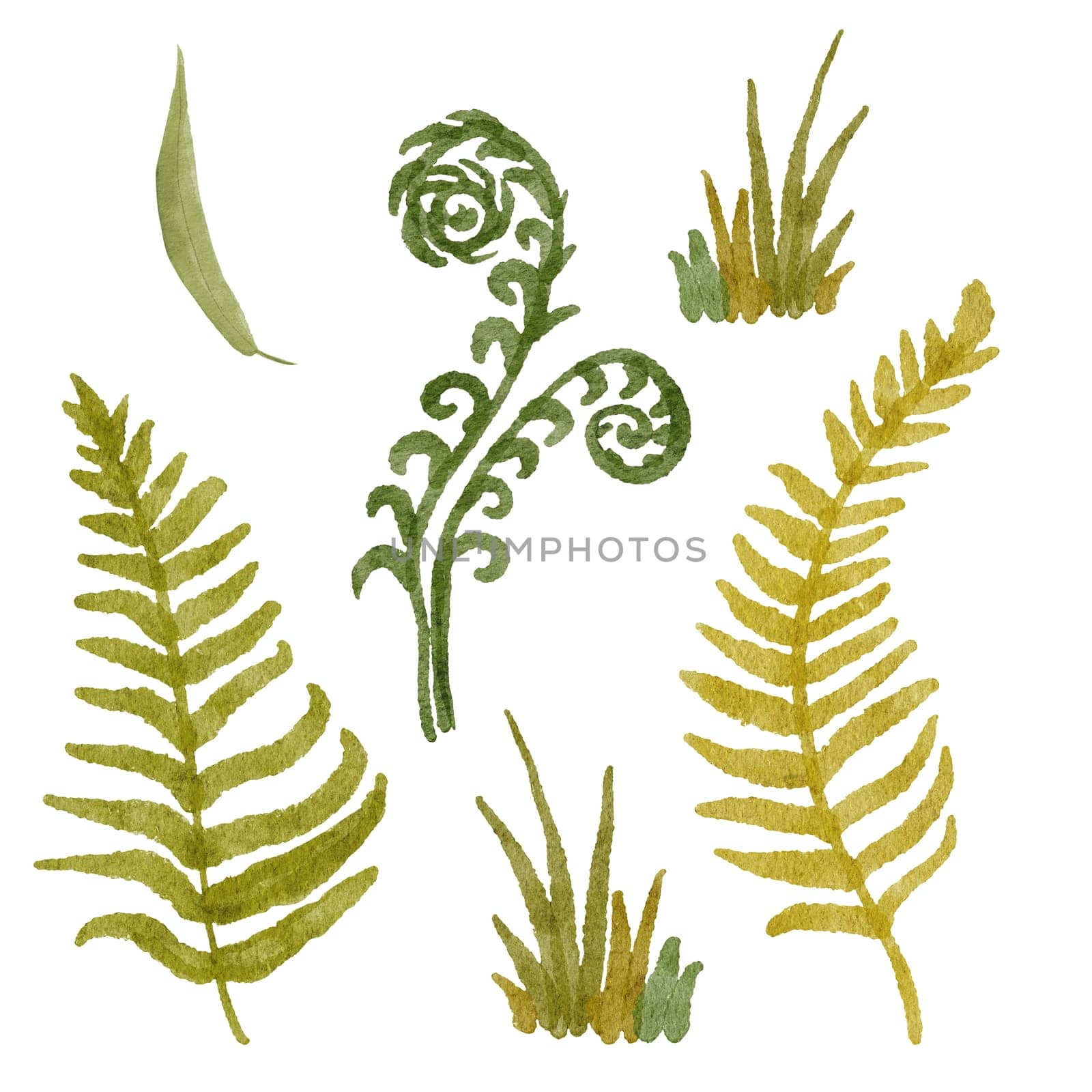 Seamless hand drawn watercolor illustration with green wild ferns herbs flowers leaves in wood woodland forest. Organic natural plants, floral botanical design for wallpapers textile wrapping paper , ecological concept