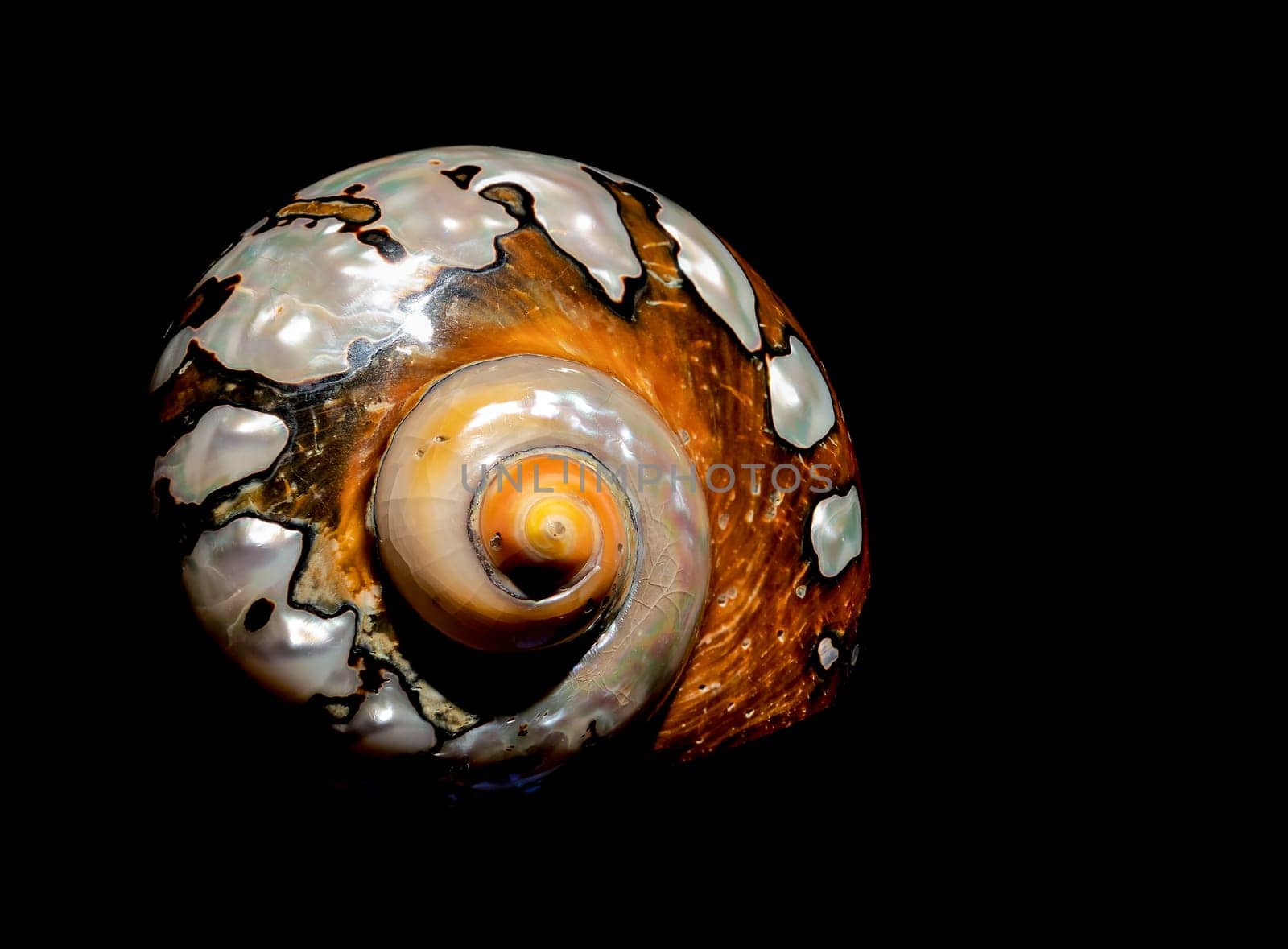 Pearly snail sea shell of Turbo sarmaticus South African turban on a black background