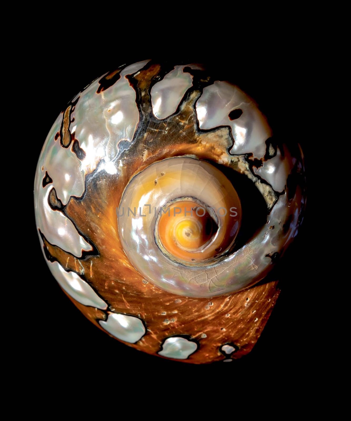 South African Turban Shell on a black background by Multipedia