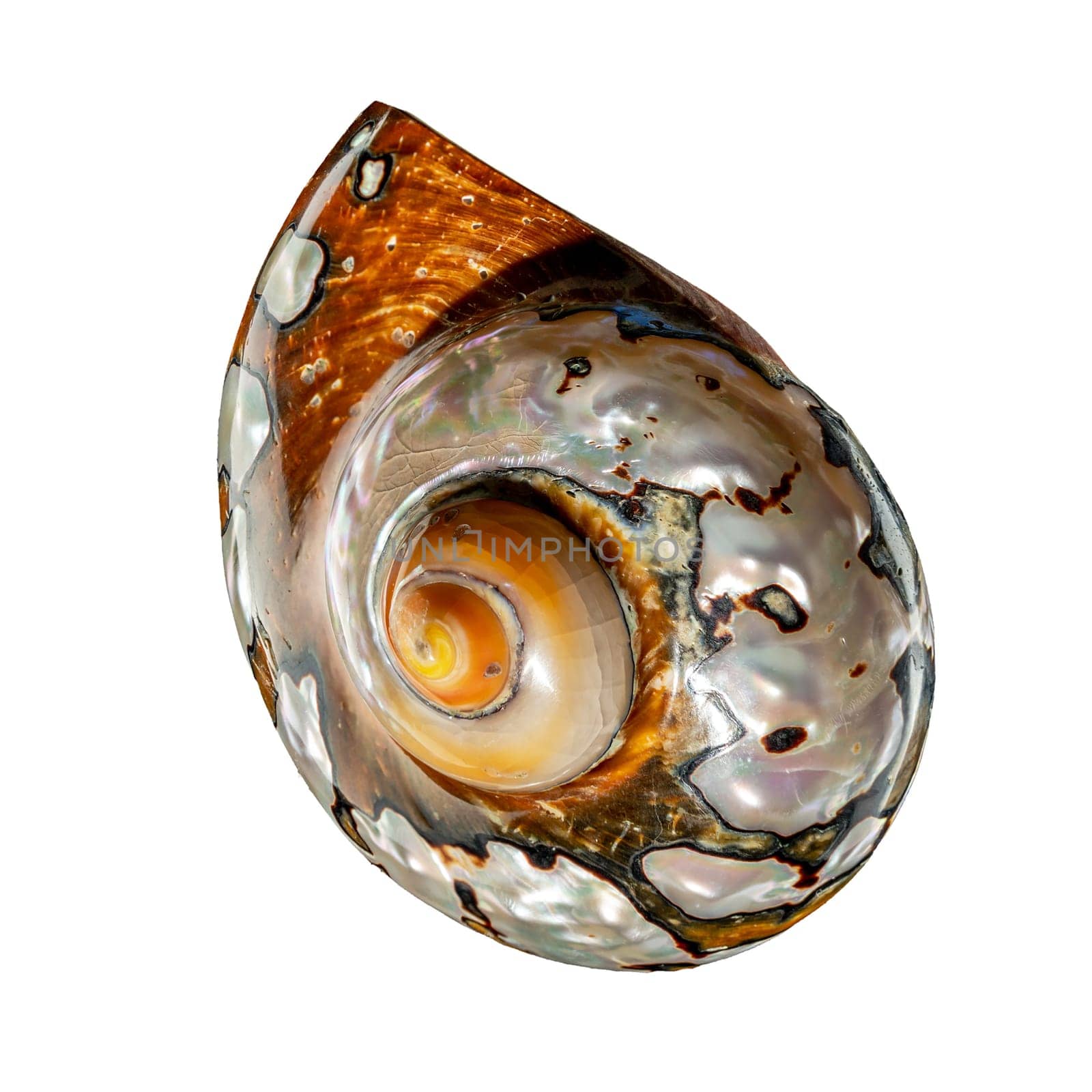 South African Turban Shell on a white background by Multipedia