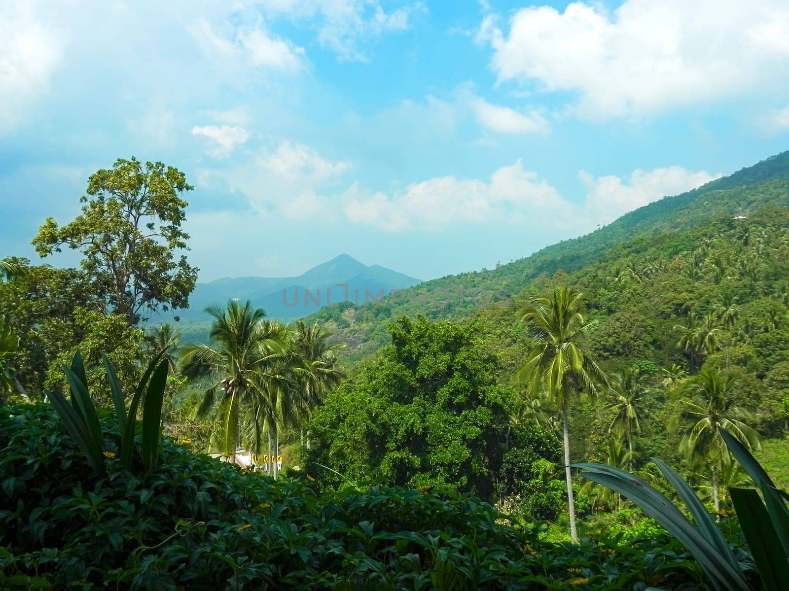 thai jungle landscape high top photo.