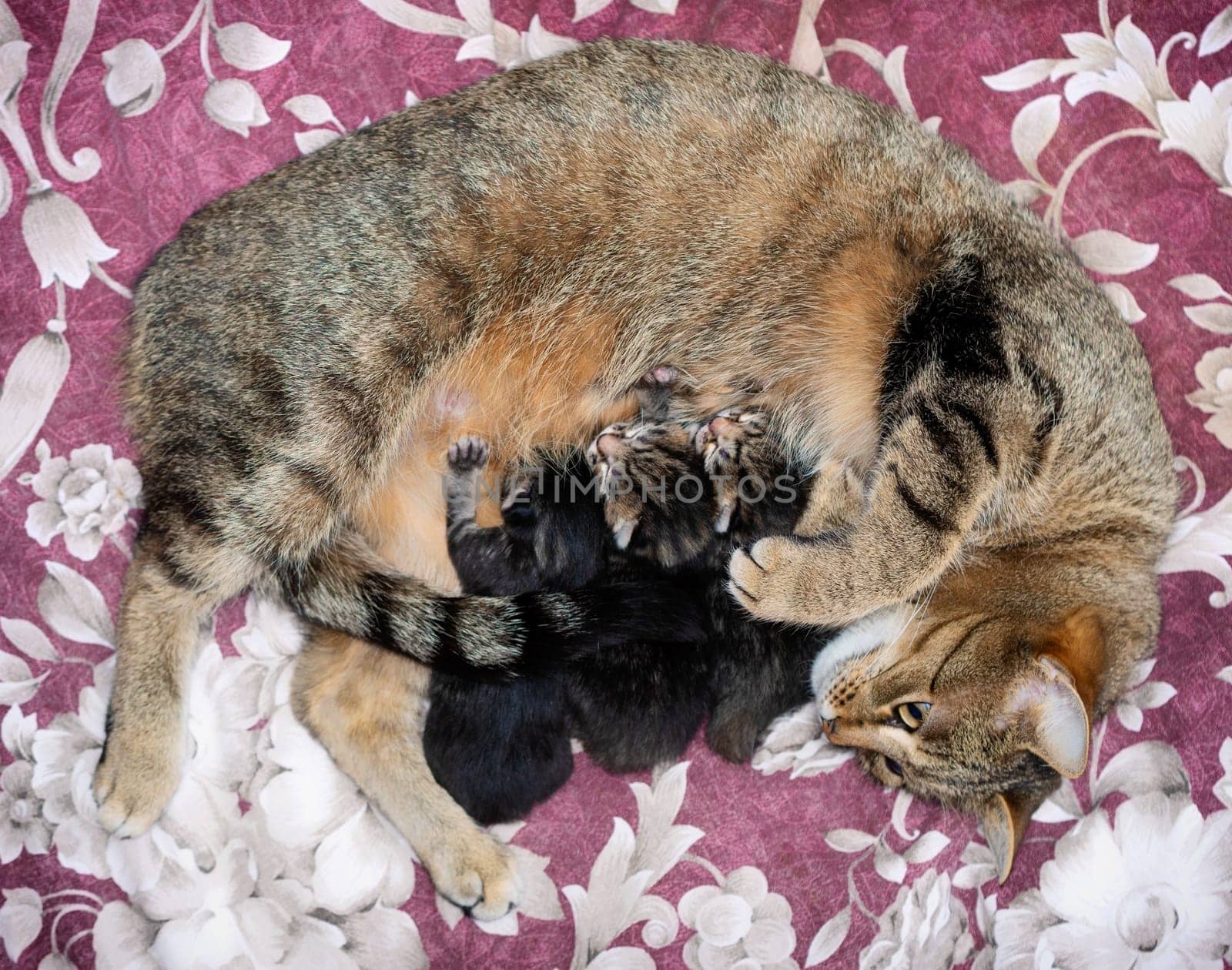 Beautiful Siberian cat with newborn kittens close-up