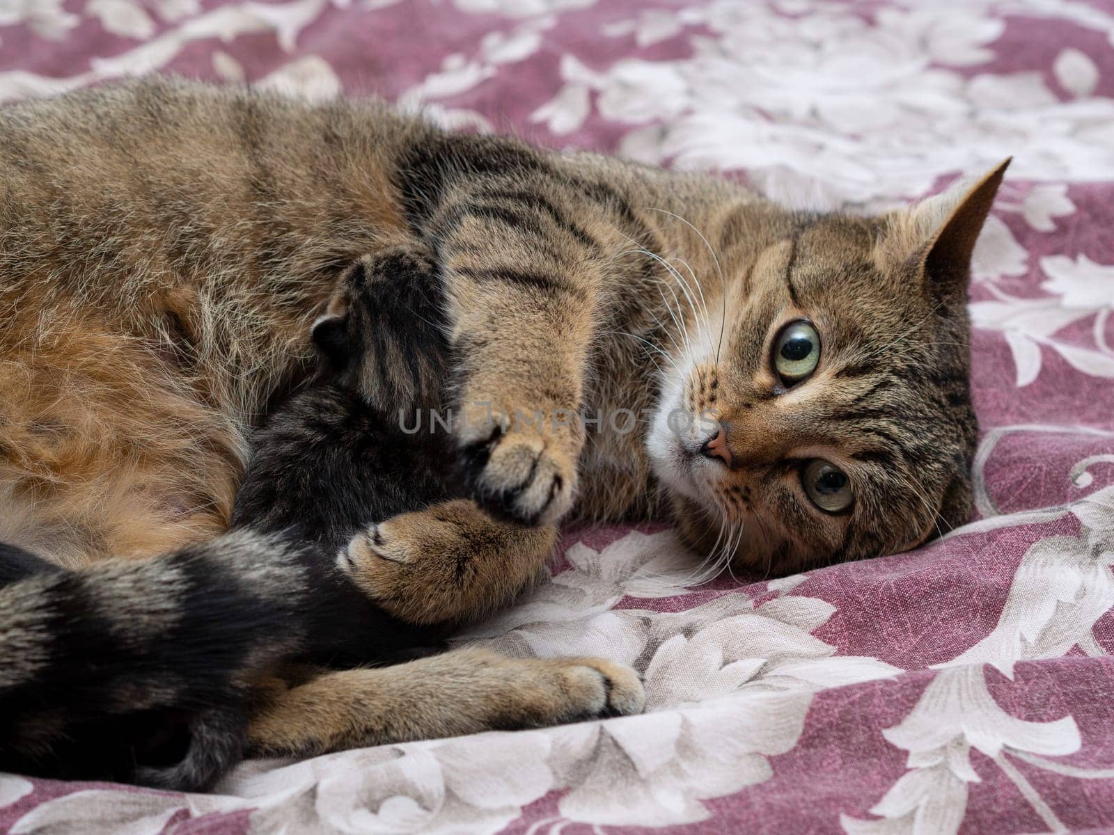 Beautiful Siberian cat with newborn kittens close-up