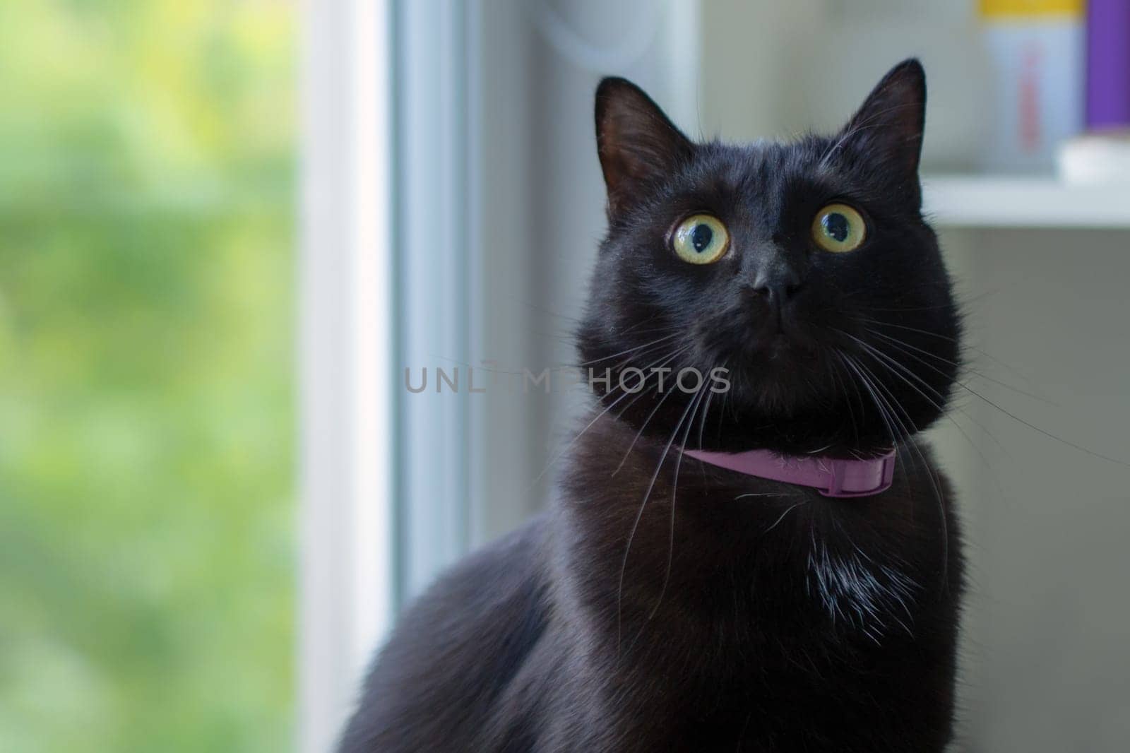 Portrait of a beautiful black cat at home.