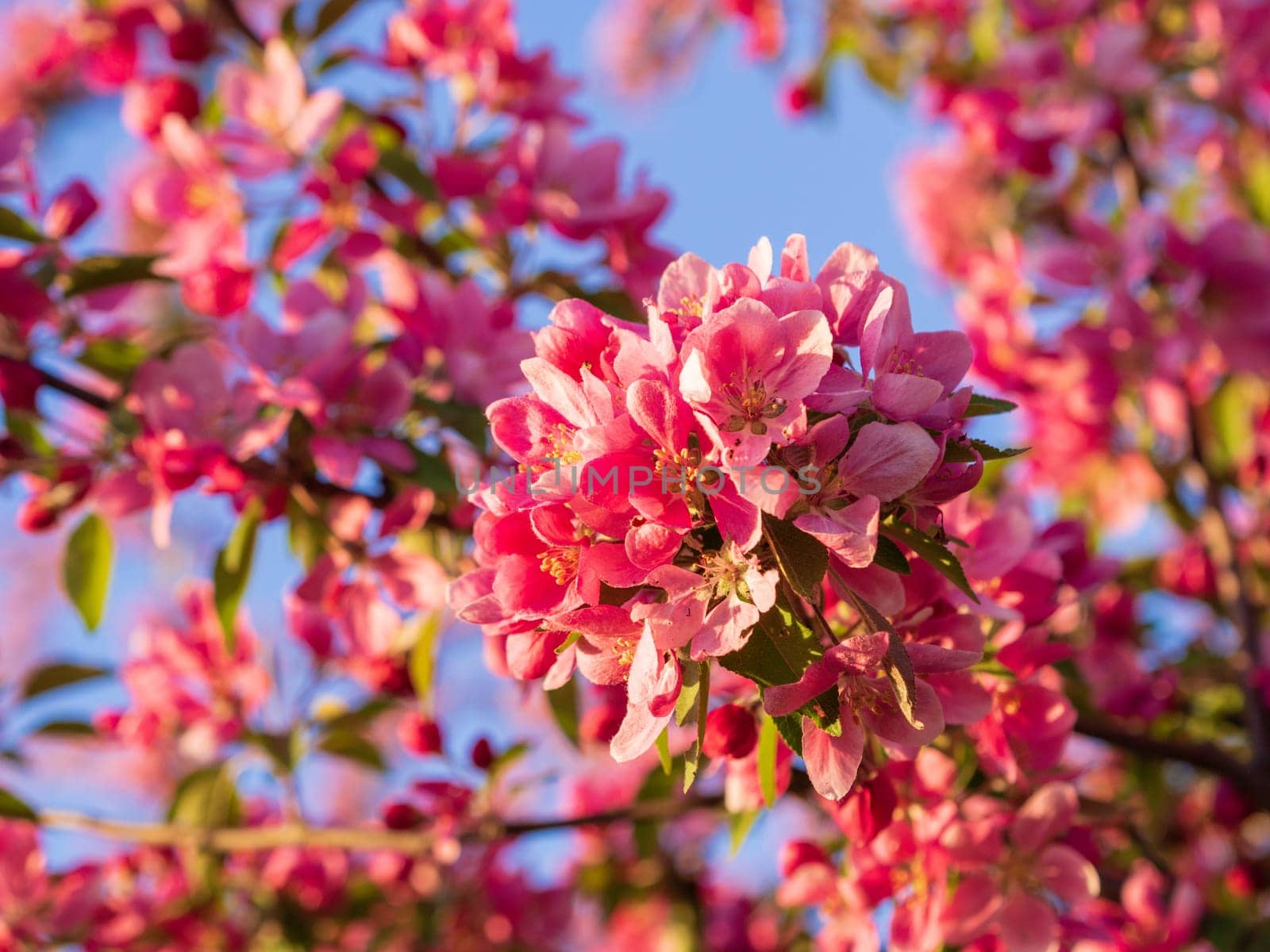 Branches of apple blossoming, pink flowers. Apple blossom panorama wallpaper background. Spring flowering garden fruit tree.