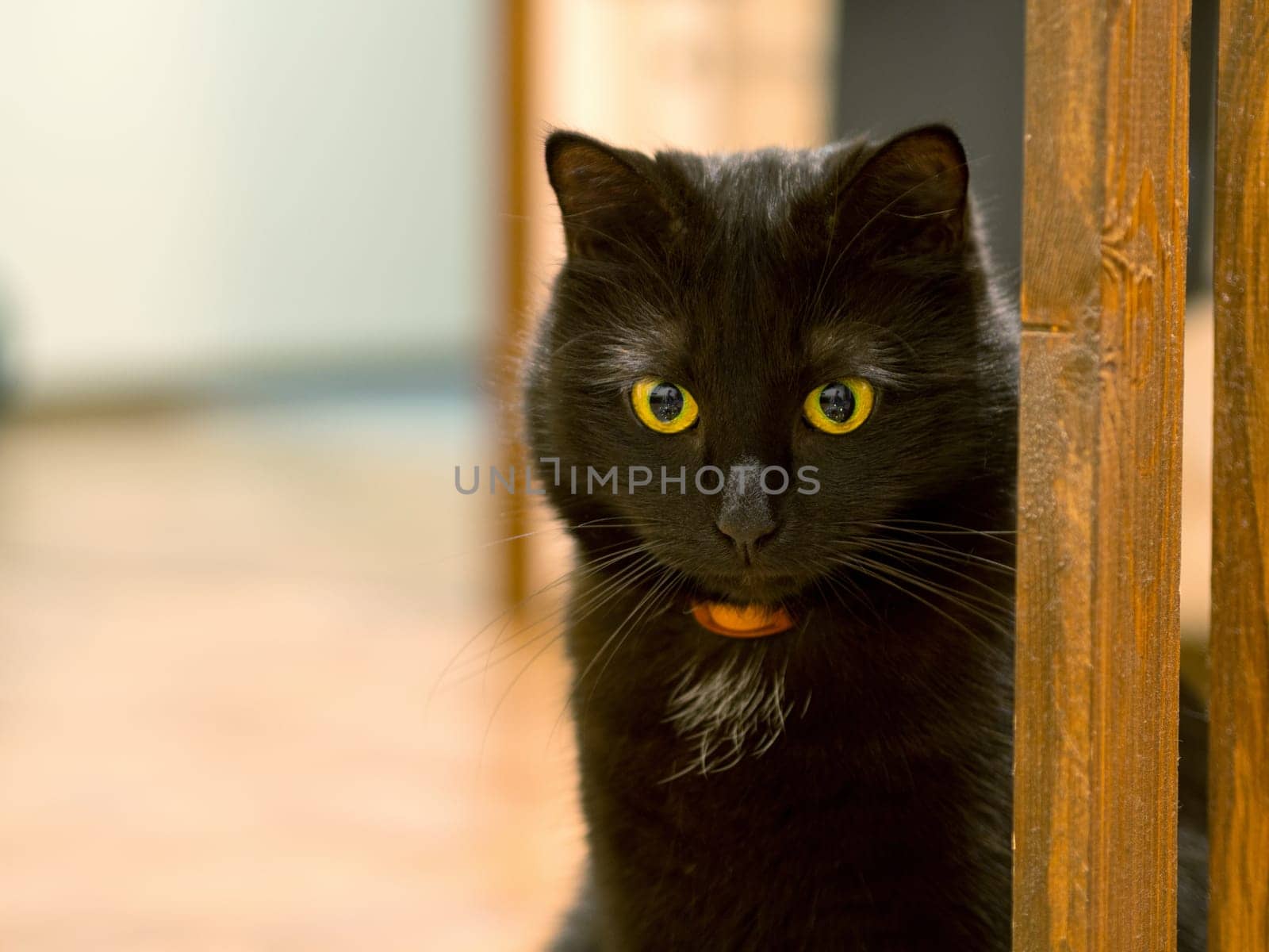 Portrait of a beautiful black cat at home.
