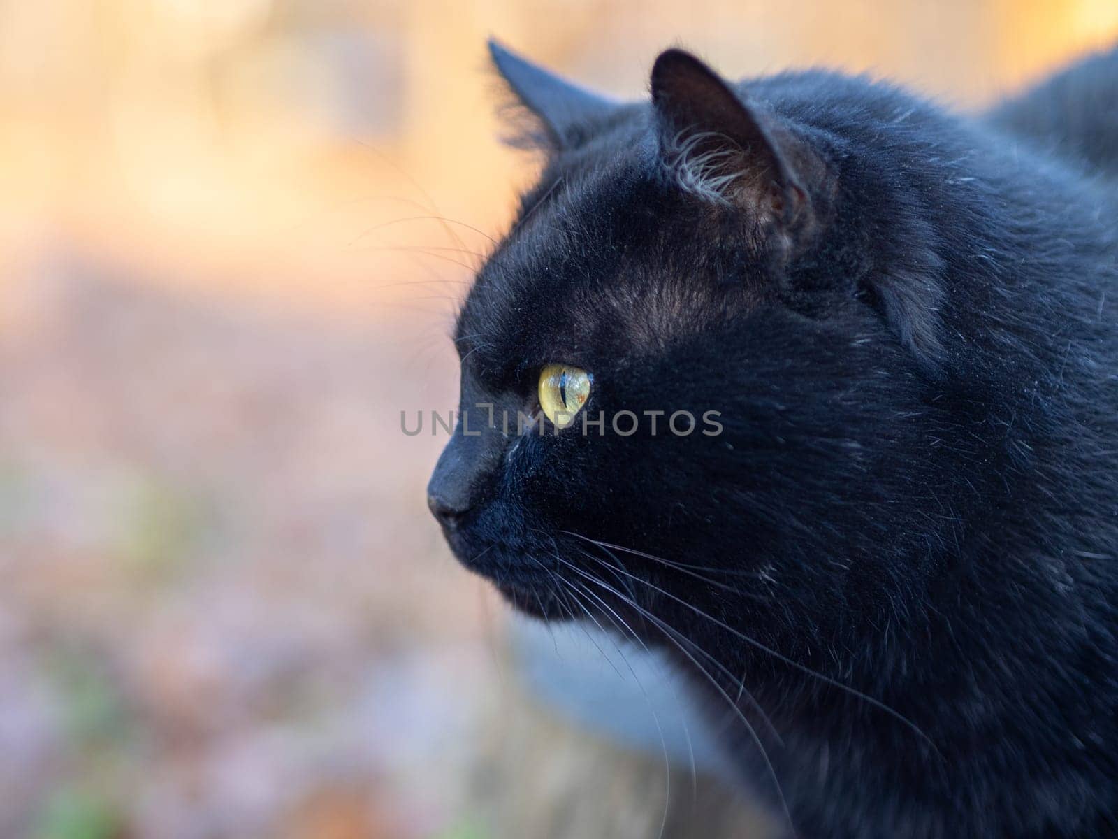 A black cat lies on a stump in the garden.