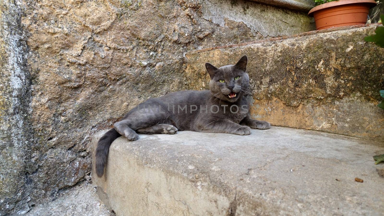 A gray cat resting peacefully on the steps is disturbed by the photographer. by Jamaladeen