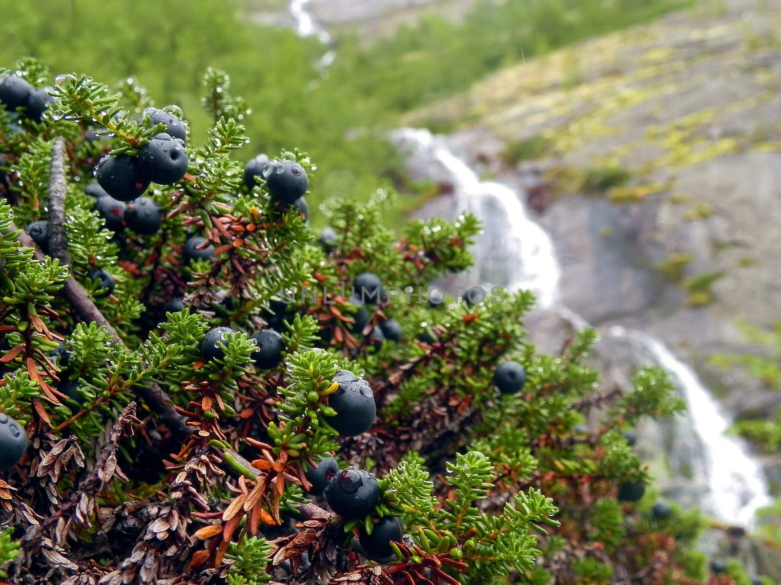 Black berry (empetrum nigrum) in raindrops against the backdrop of a waterfall. Kola Peninsula, Khibiny