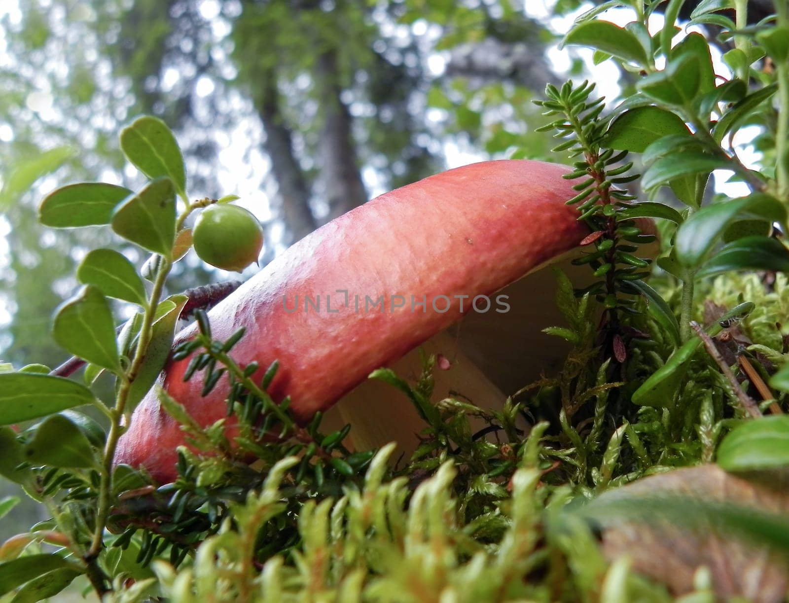 Mushroom close-up in autumn on a background of mountains.