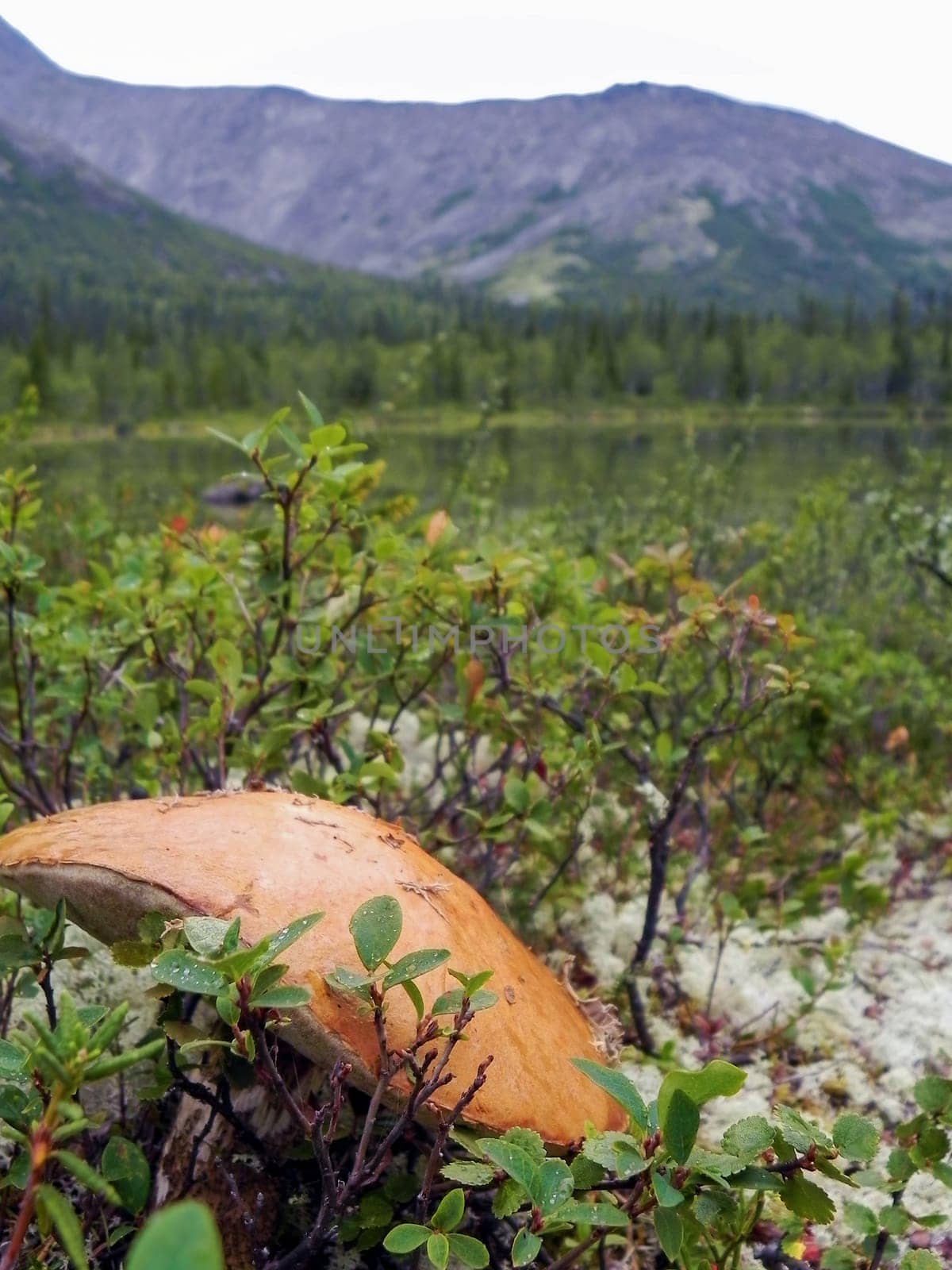 Mushroom close-up in autumn on a background of mountains.