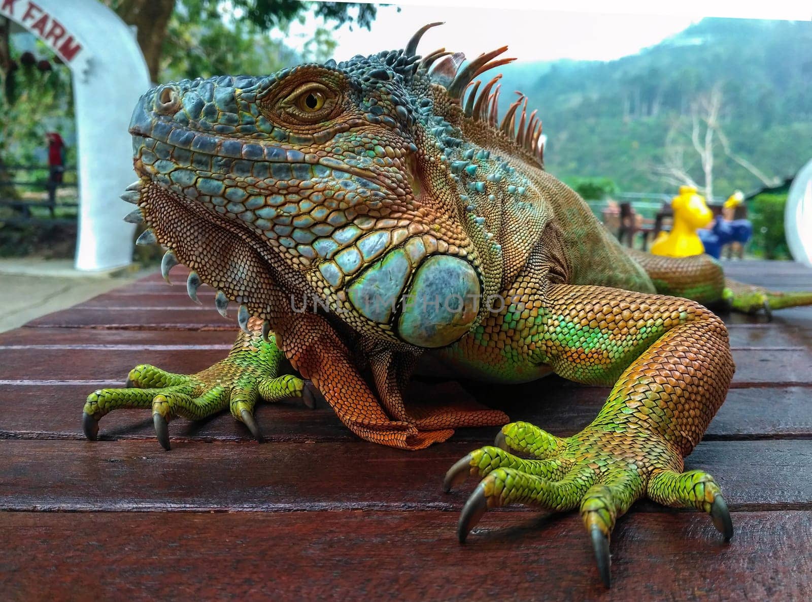 A green iguana (Iguana iguana), also known as the American iguana, laying on a bench with an orange body and bright blue head and face. Lizard on a table with green tropical leaves in background