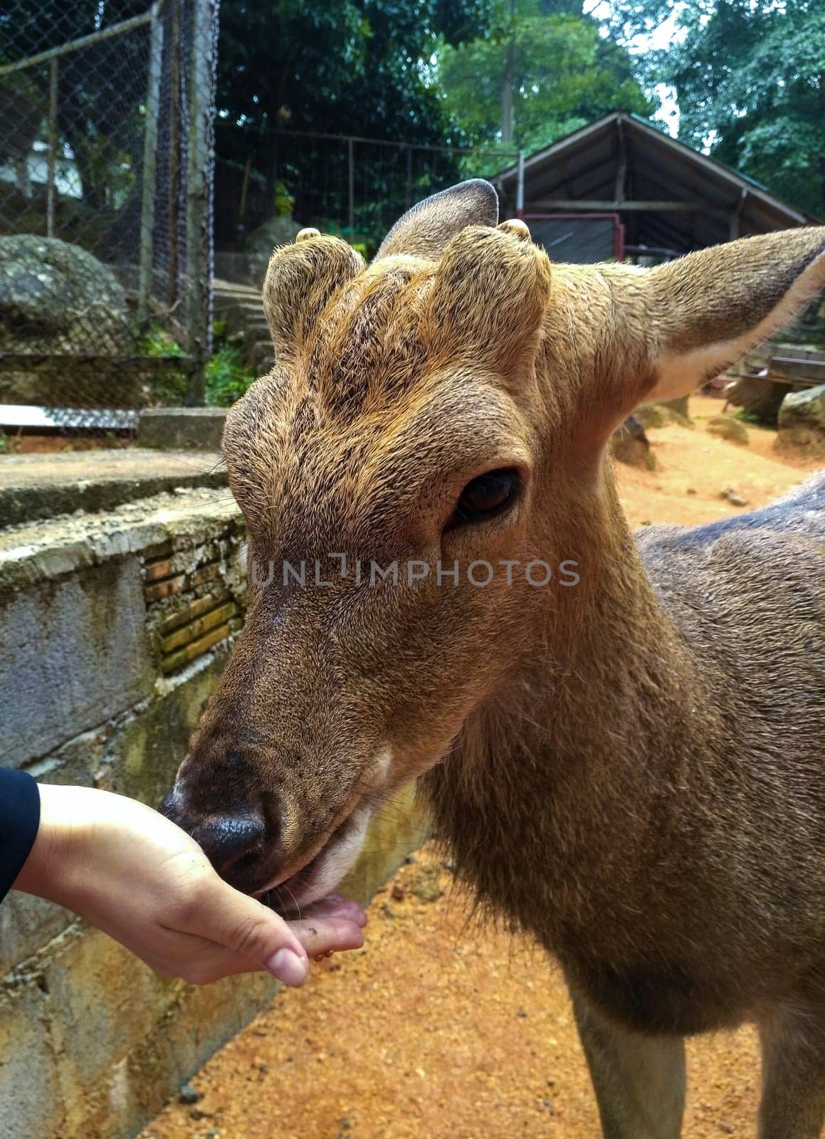 Young caucasian woman feeds a sika deer in the countryside..