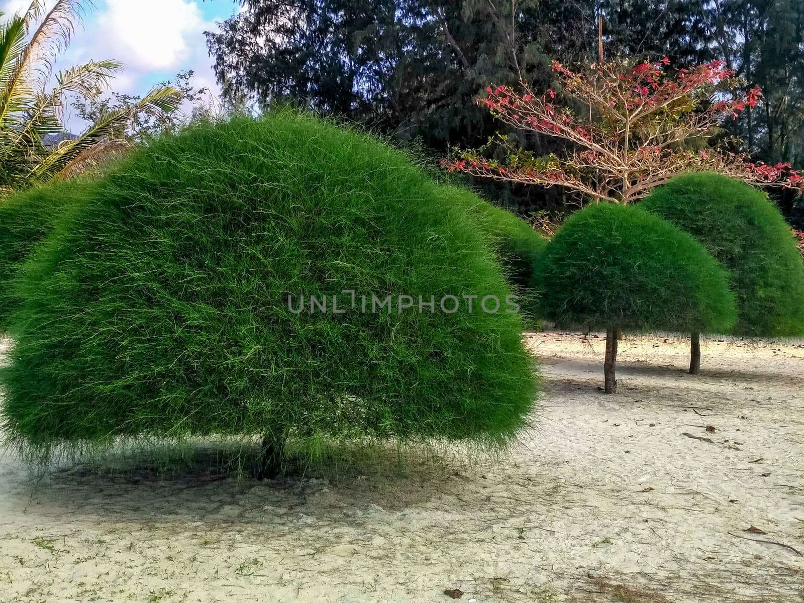 mushrooms created from green bushes on a malibu beach in thailand.
