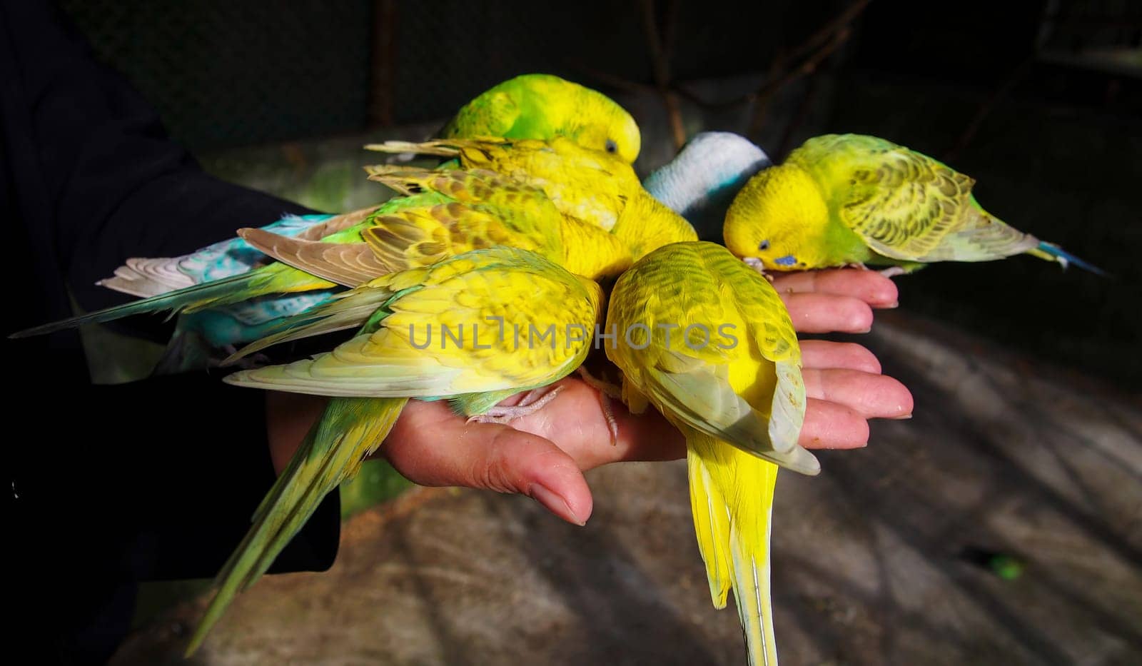 multi-colored budgies are pecking hand food.