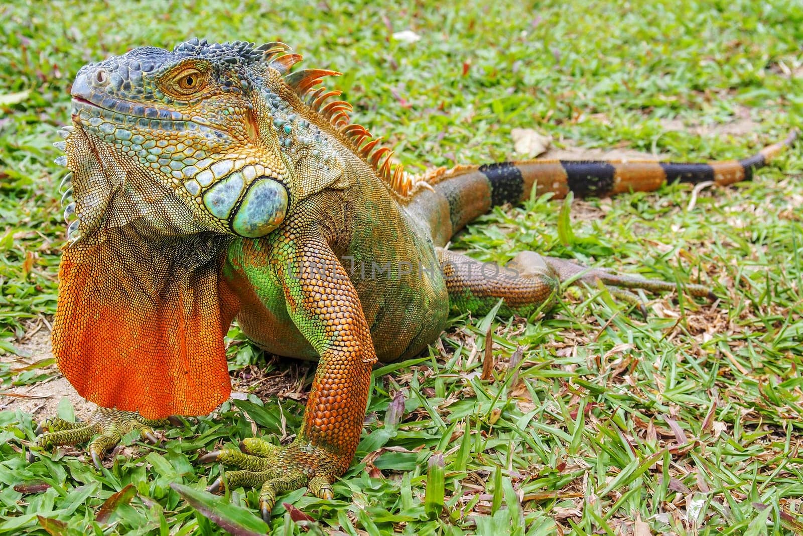 A green iguana (Iguana iguana), also known as the American iguana, laying on a bench with an orange body and bright blue head and face. Lizard on a table with green tropical leaves in background