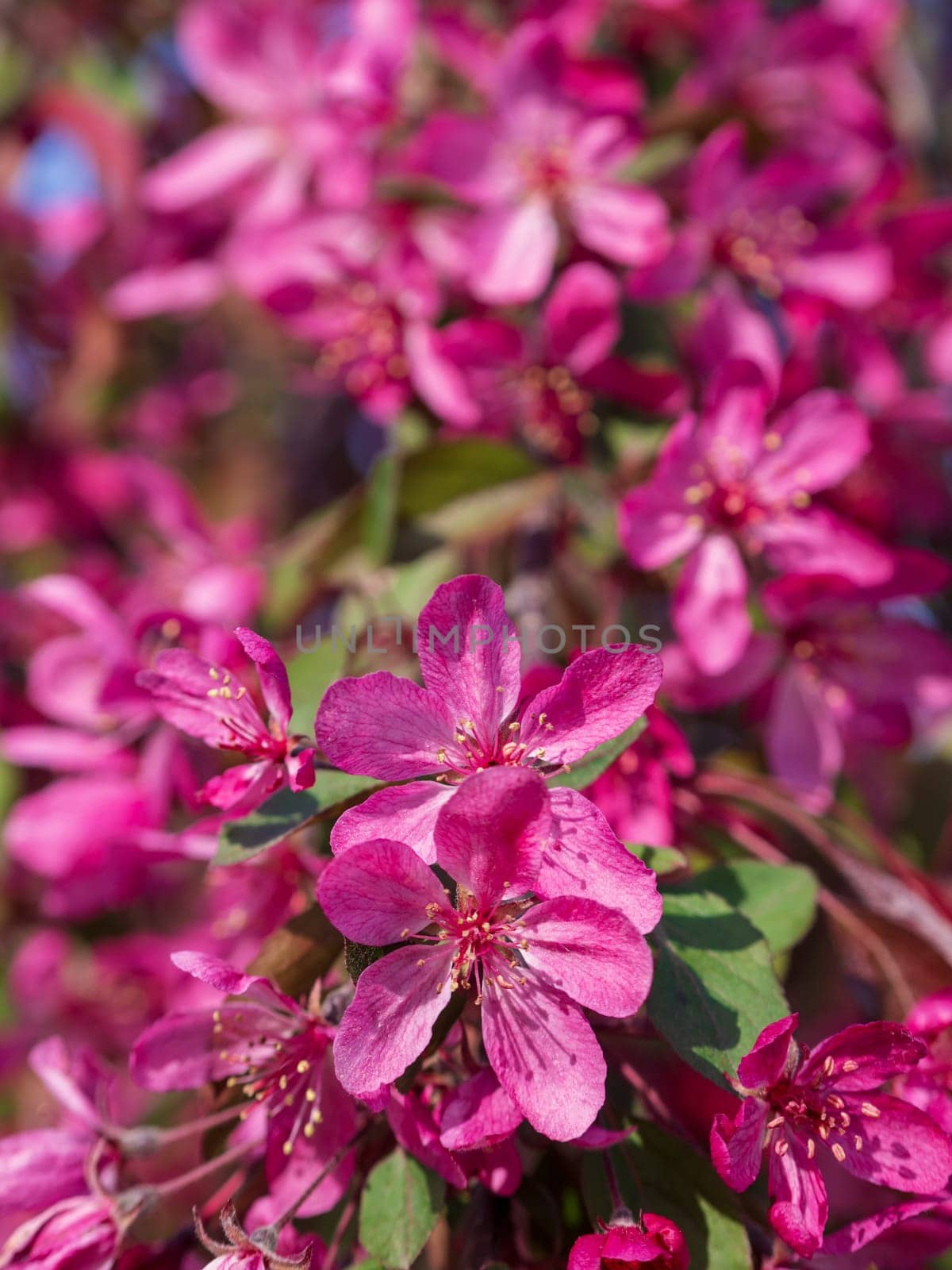 Branches of apple blossoming, pink flowers. Apple blossom panorama wallpaper background. Spring flowering garden fruit tree.