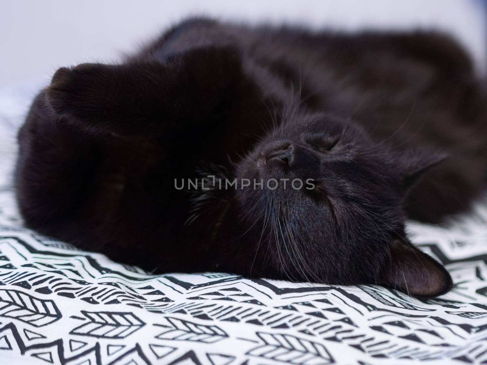 Cute black cat lies on the bed