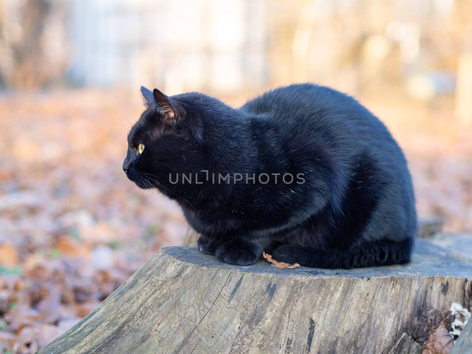 A black cat lies on a stump in the garden.