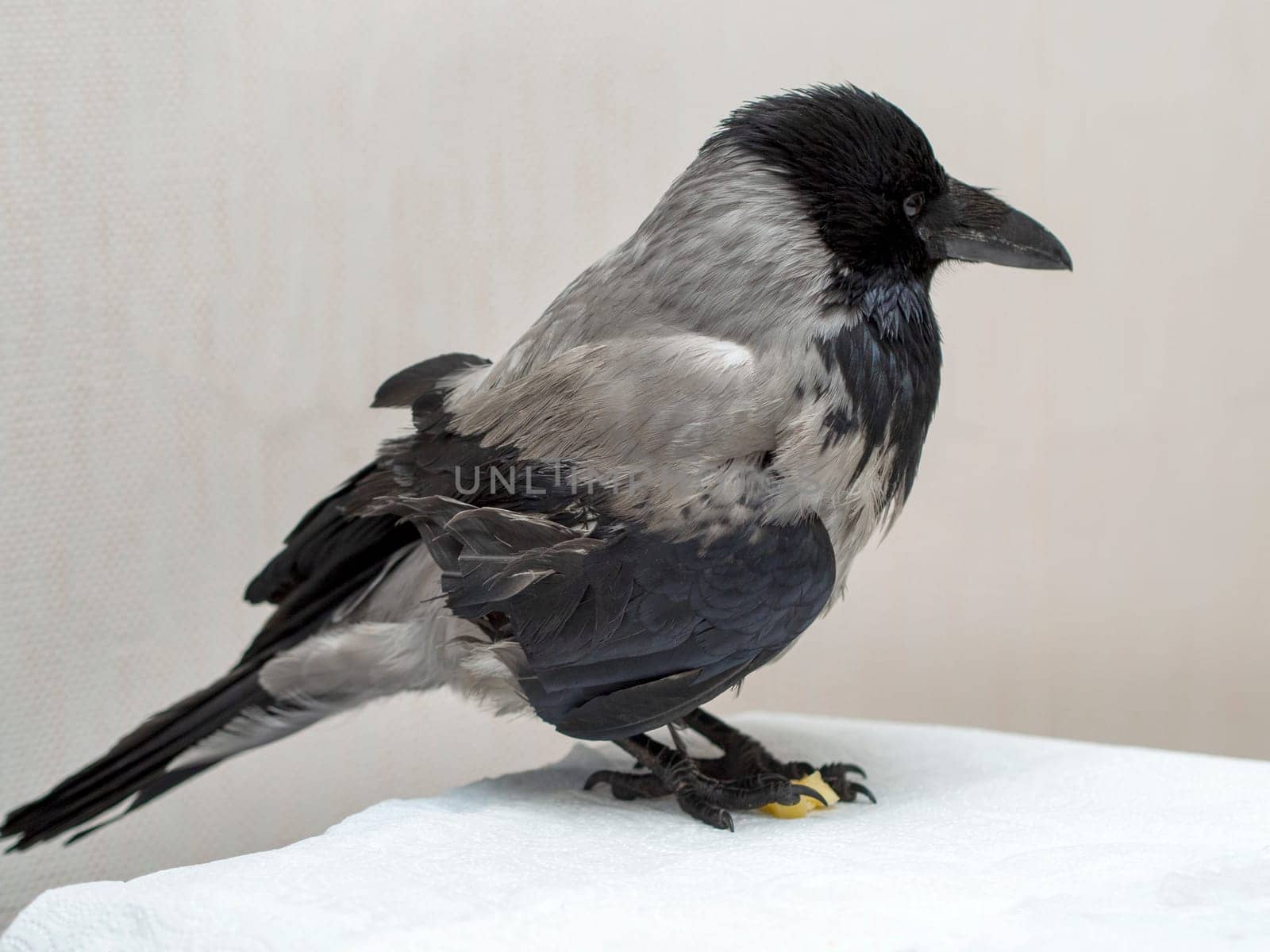 crow bird close up on gray