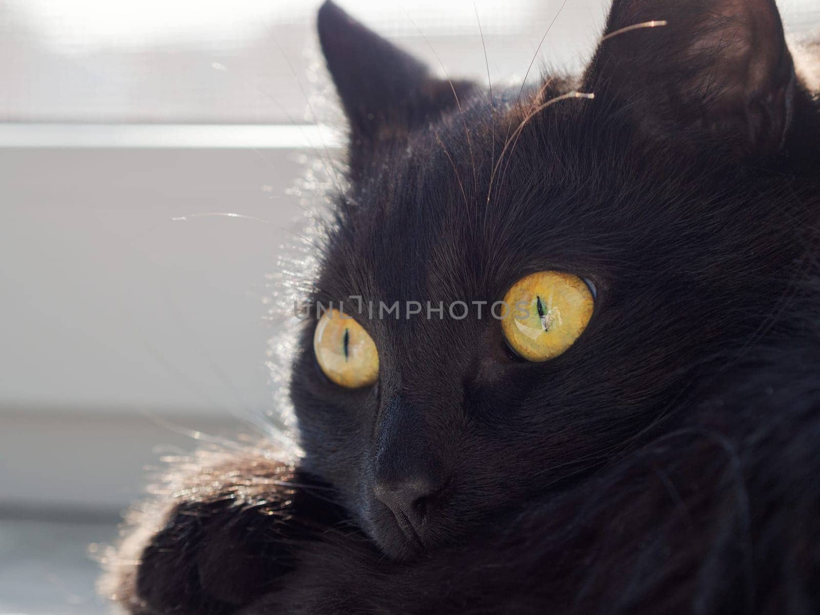 Portrait of a beautiful black cat at home.